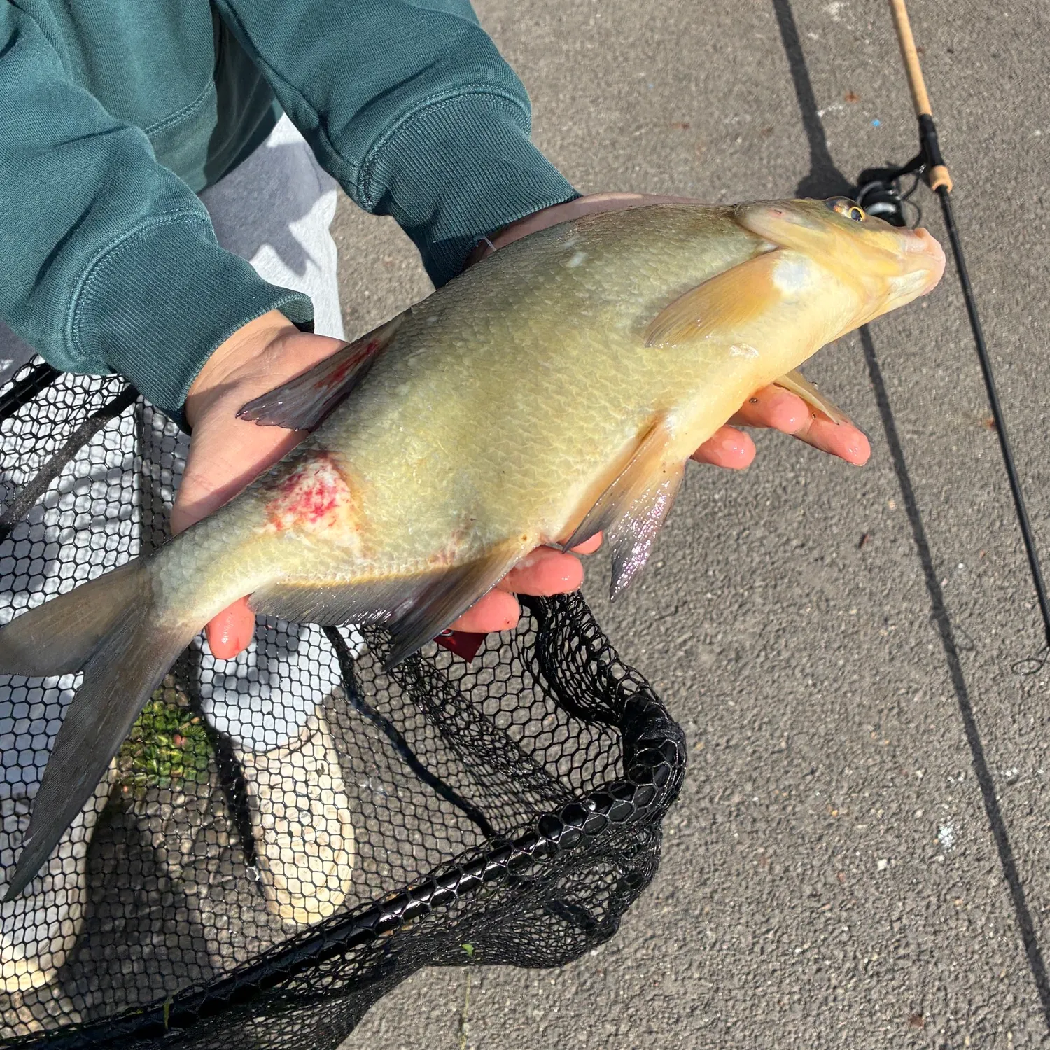 Common bream caught on Fishbrain