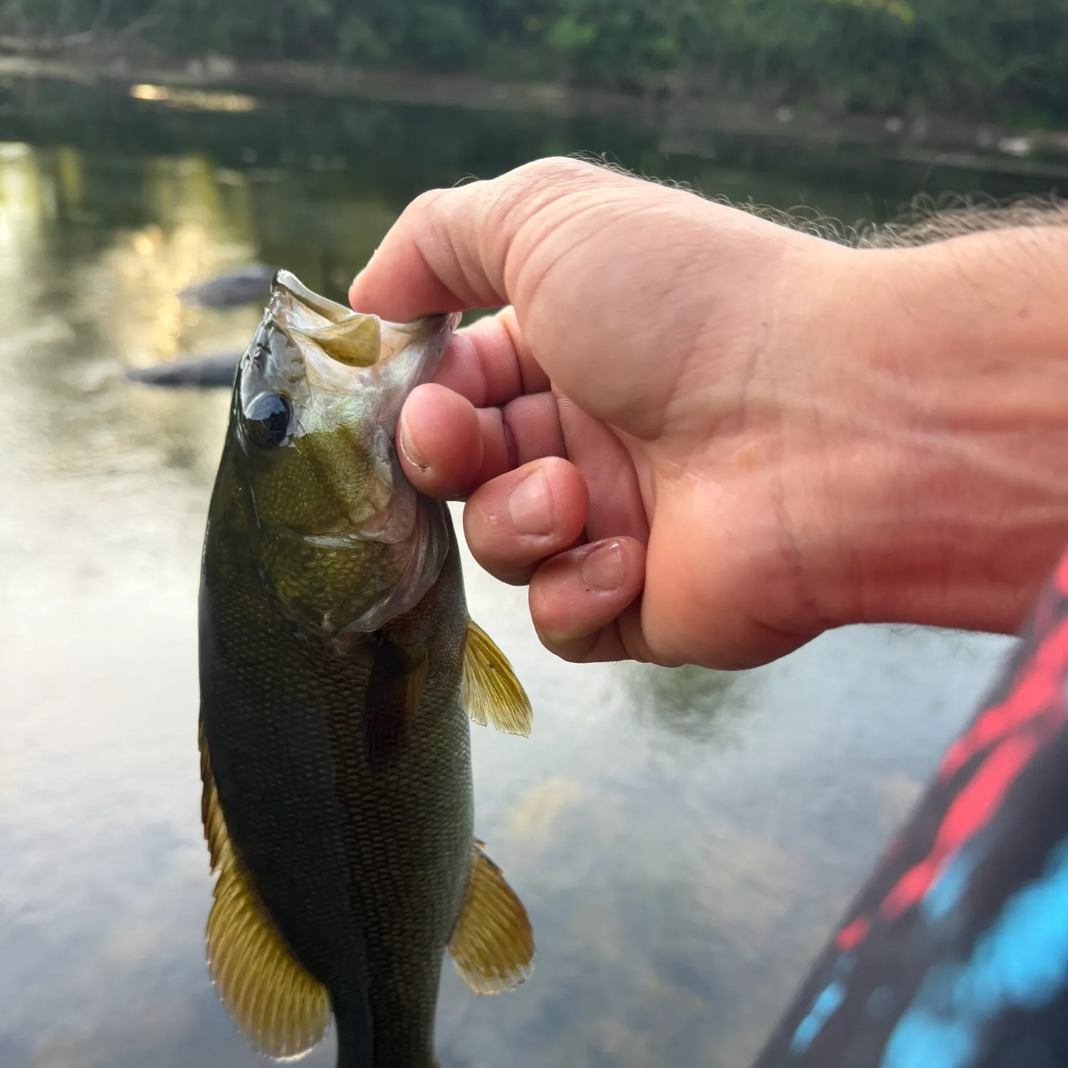 Smallmouth bass caught on Fishbrain
