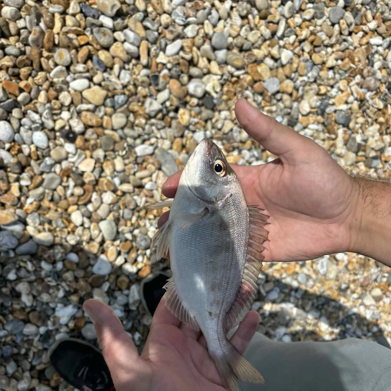 The most recent Black seabream catches on Fishbrain