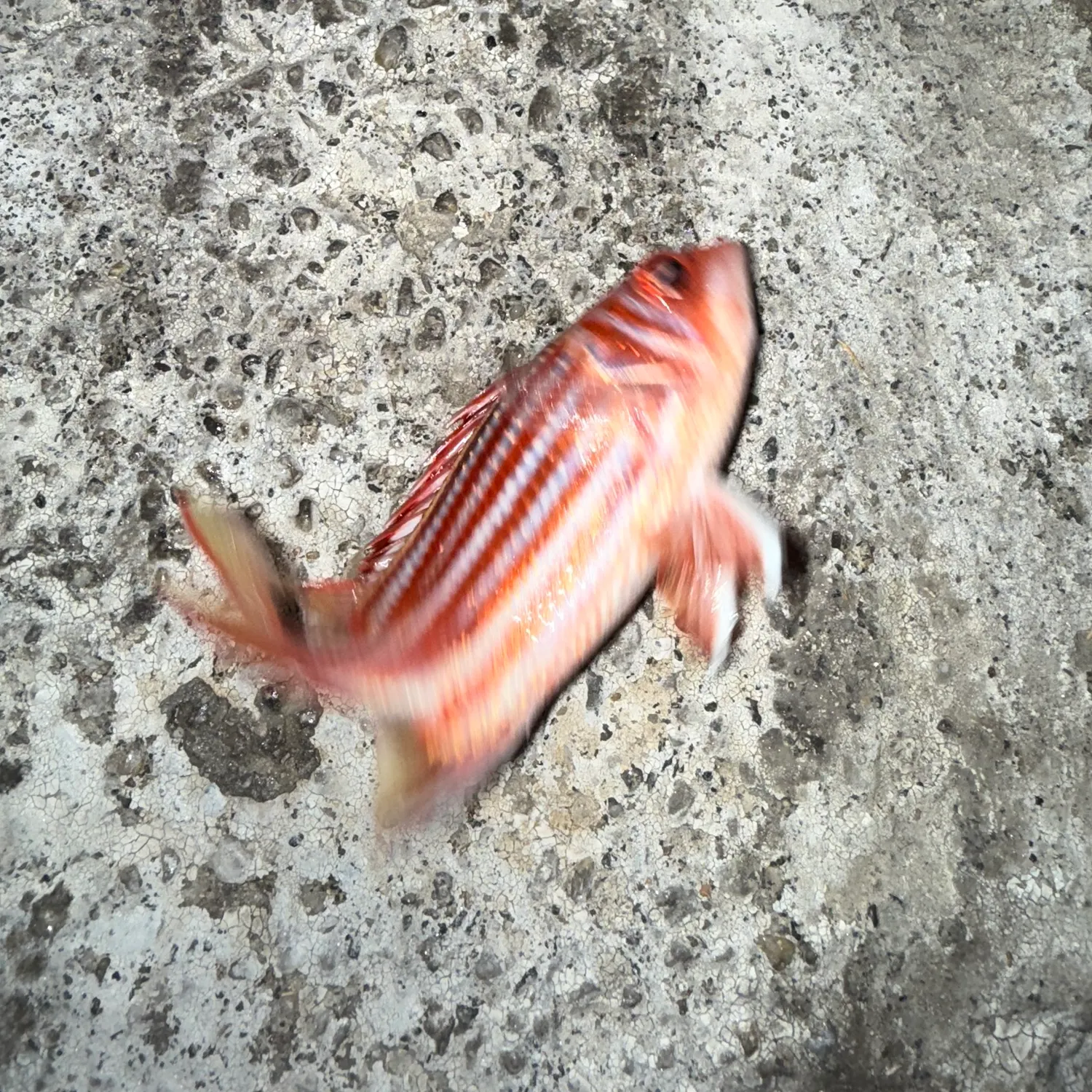 The most recent Crown squirrelfish catches on Fishbrain