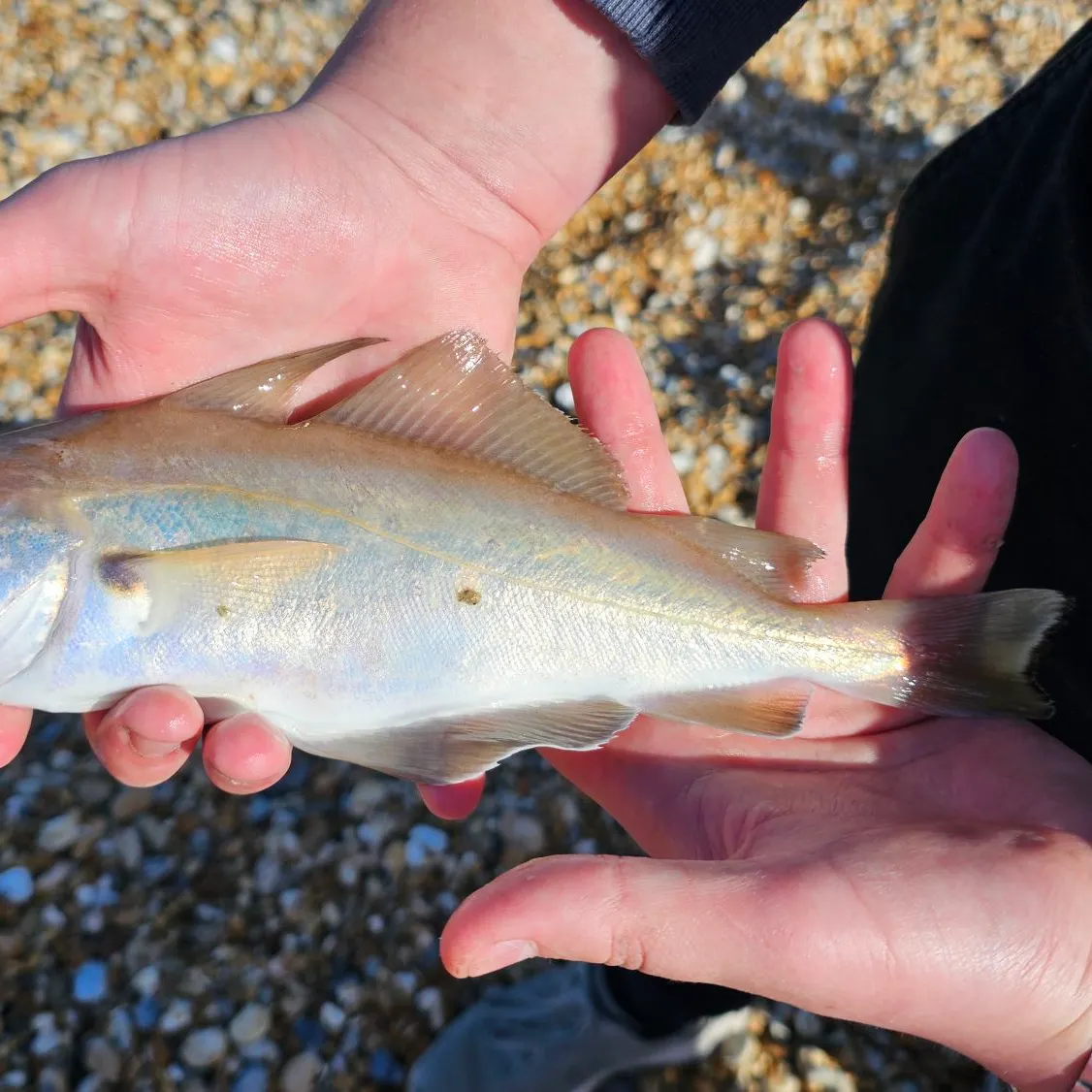 The most recent European seabass catches on Fishbrain