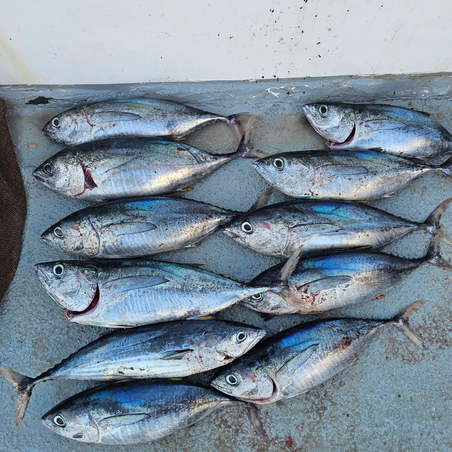 Skipjack tuna caught on Fishbrain