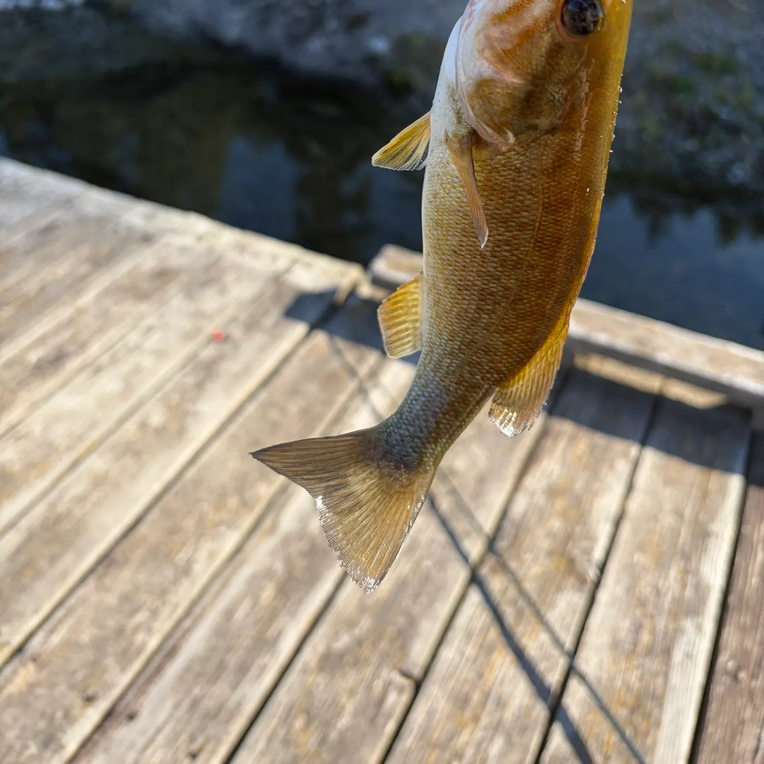 Smallmouth bass caught on Fishbrain