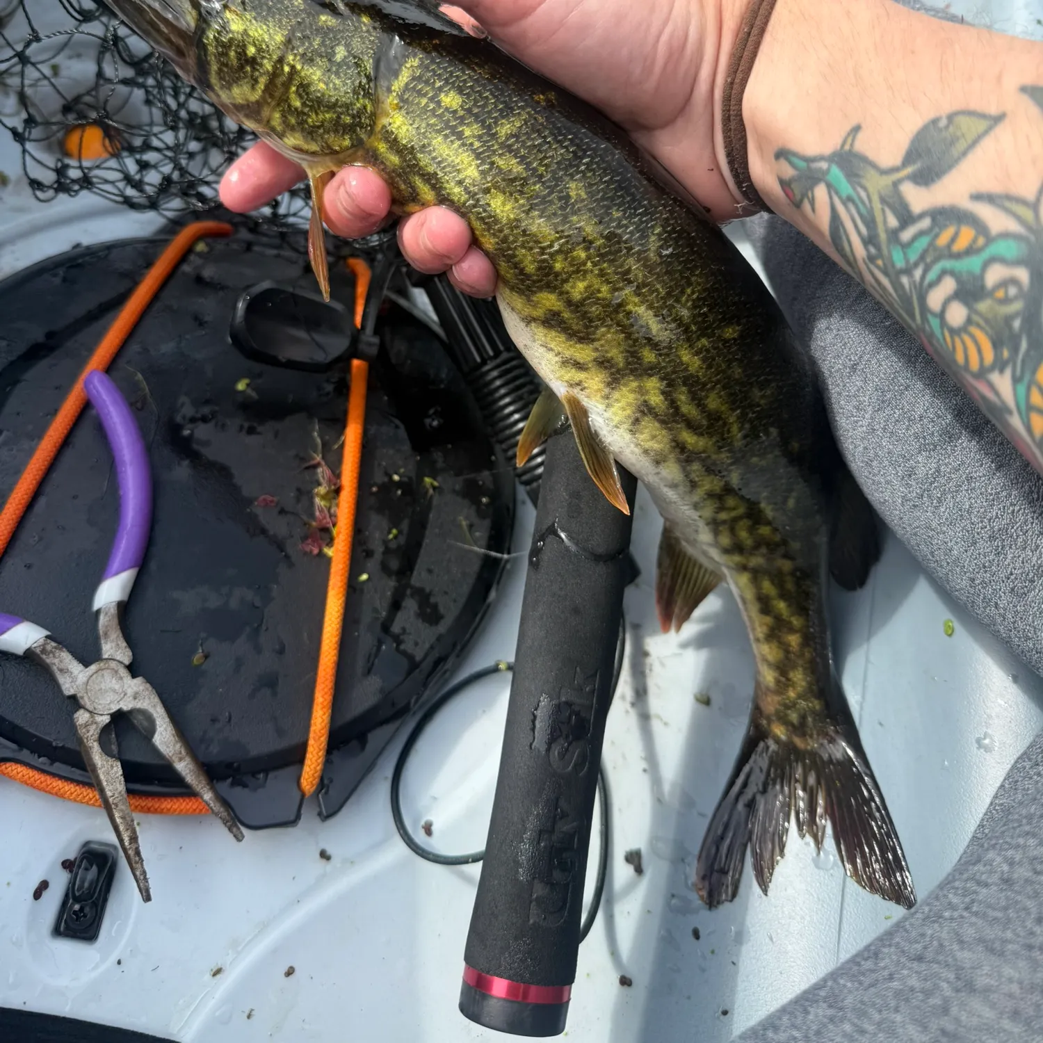 recently logged catches