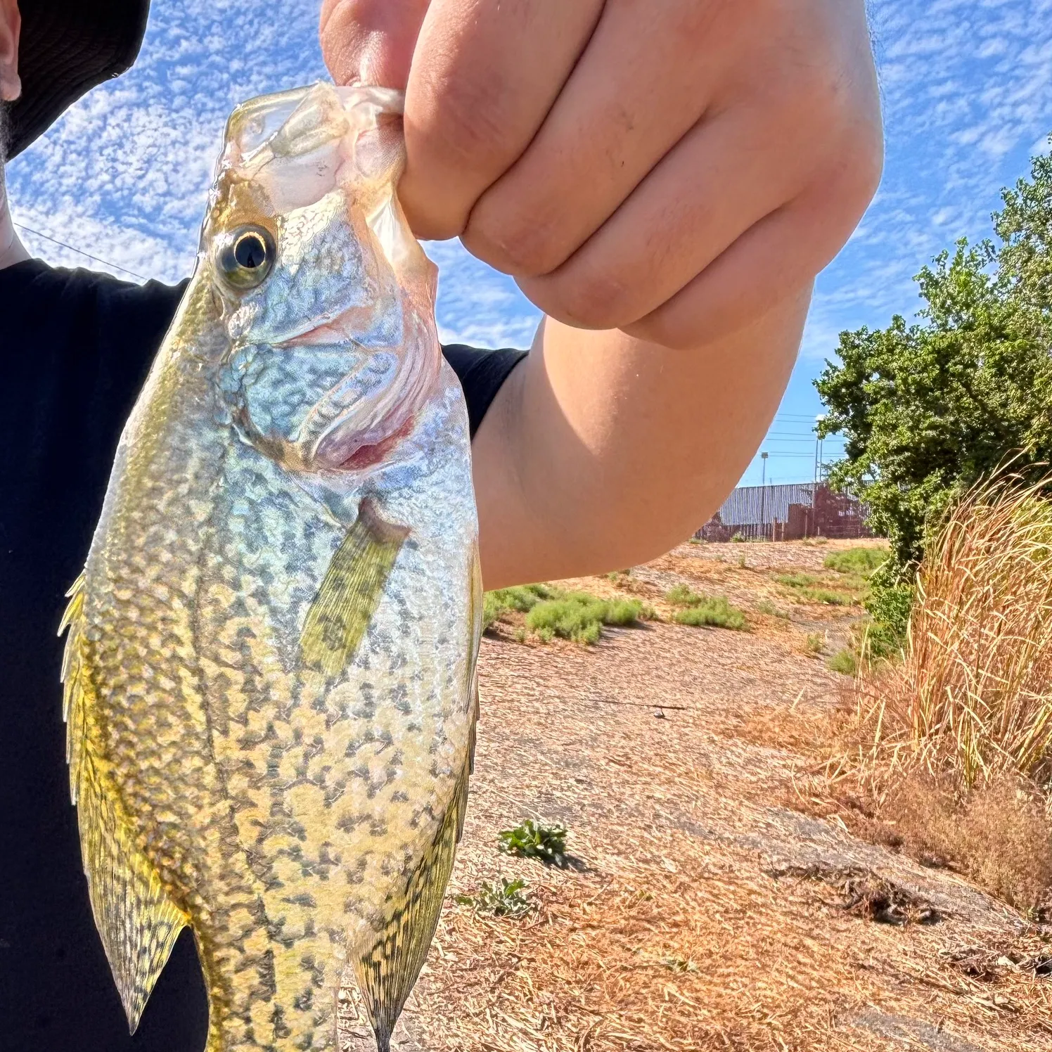Black crappie caught on Fishbrain