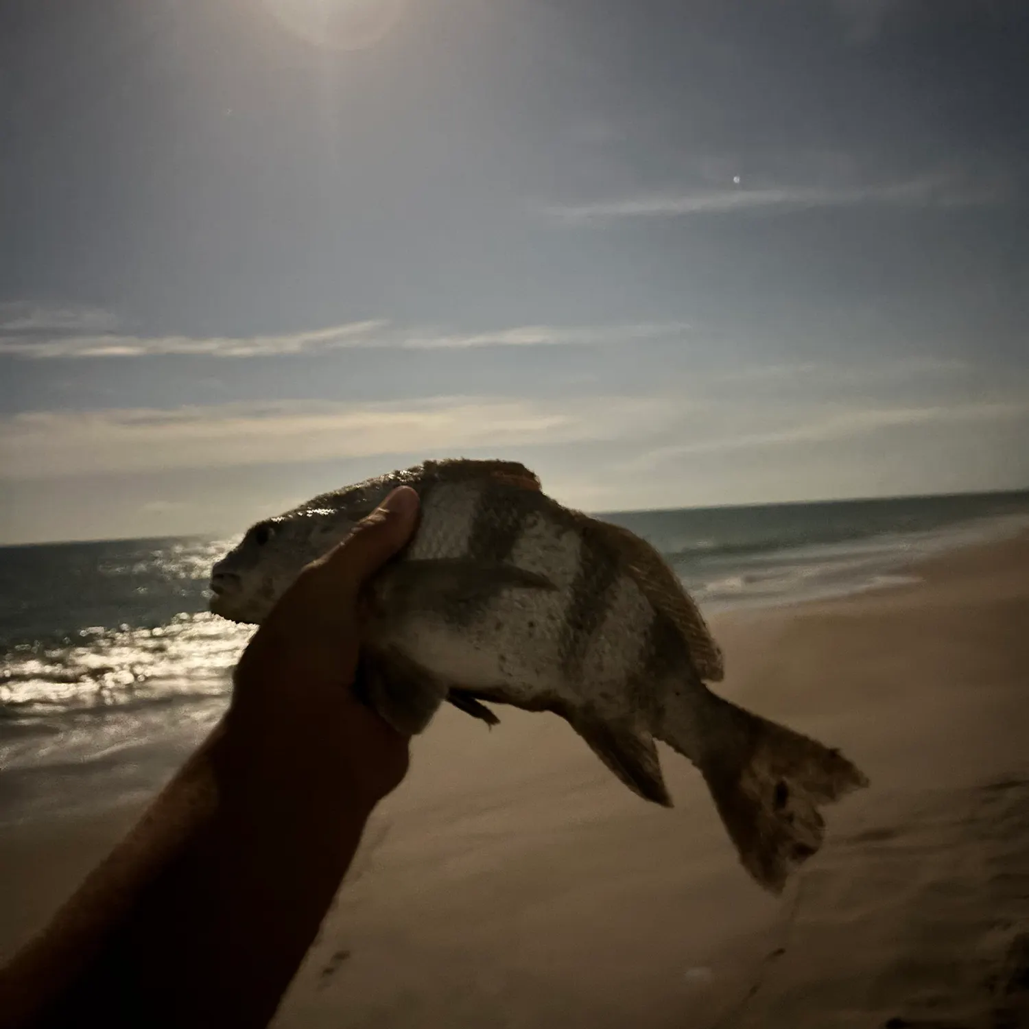 Black drum caught on Fishbrain