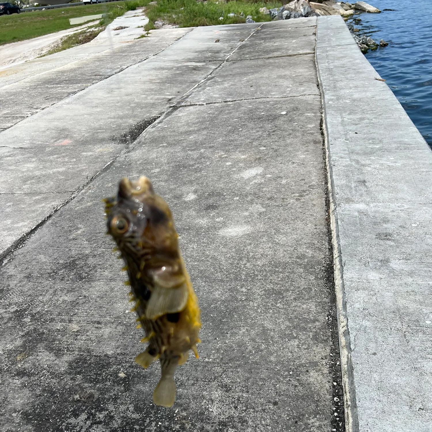 The most popular recent Evileye pufferfish catch on Fishbrain