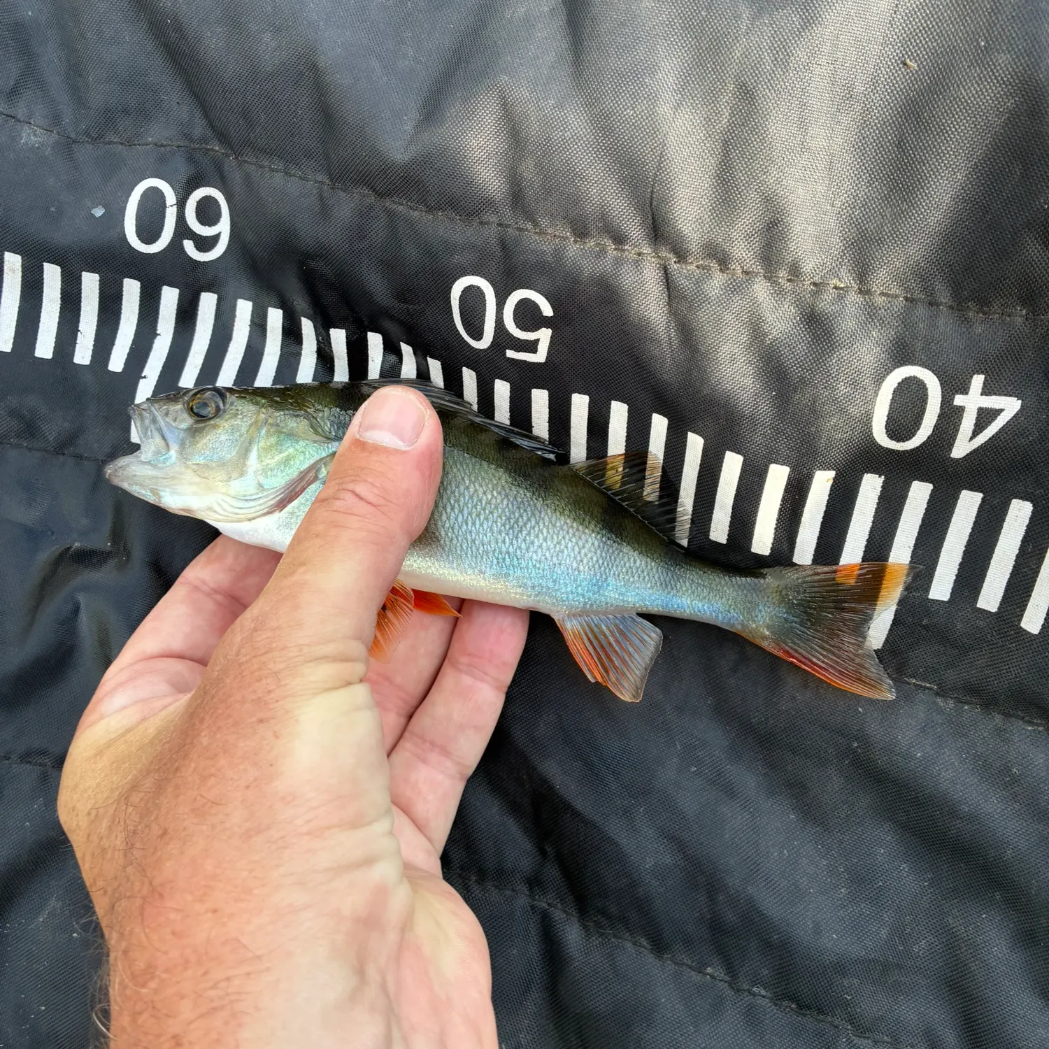 European perch caught on Fishbrain