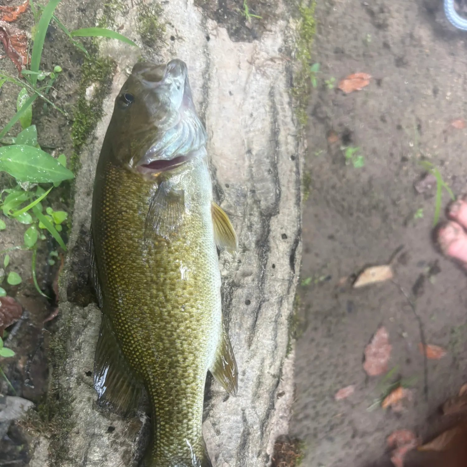 Smallmouth bass caught on Fishbrain