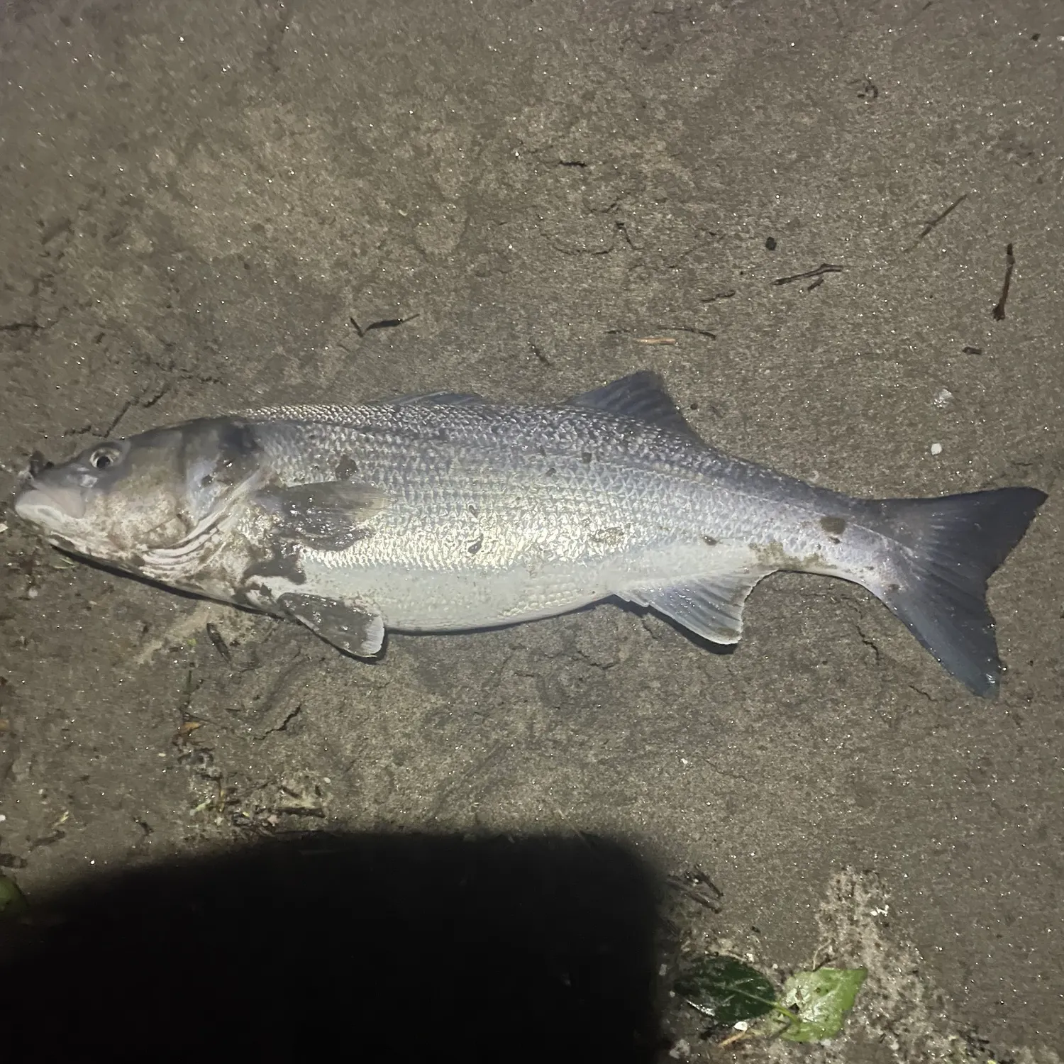 The most recent European seabass catches on Fishbrain