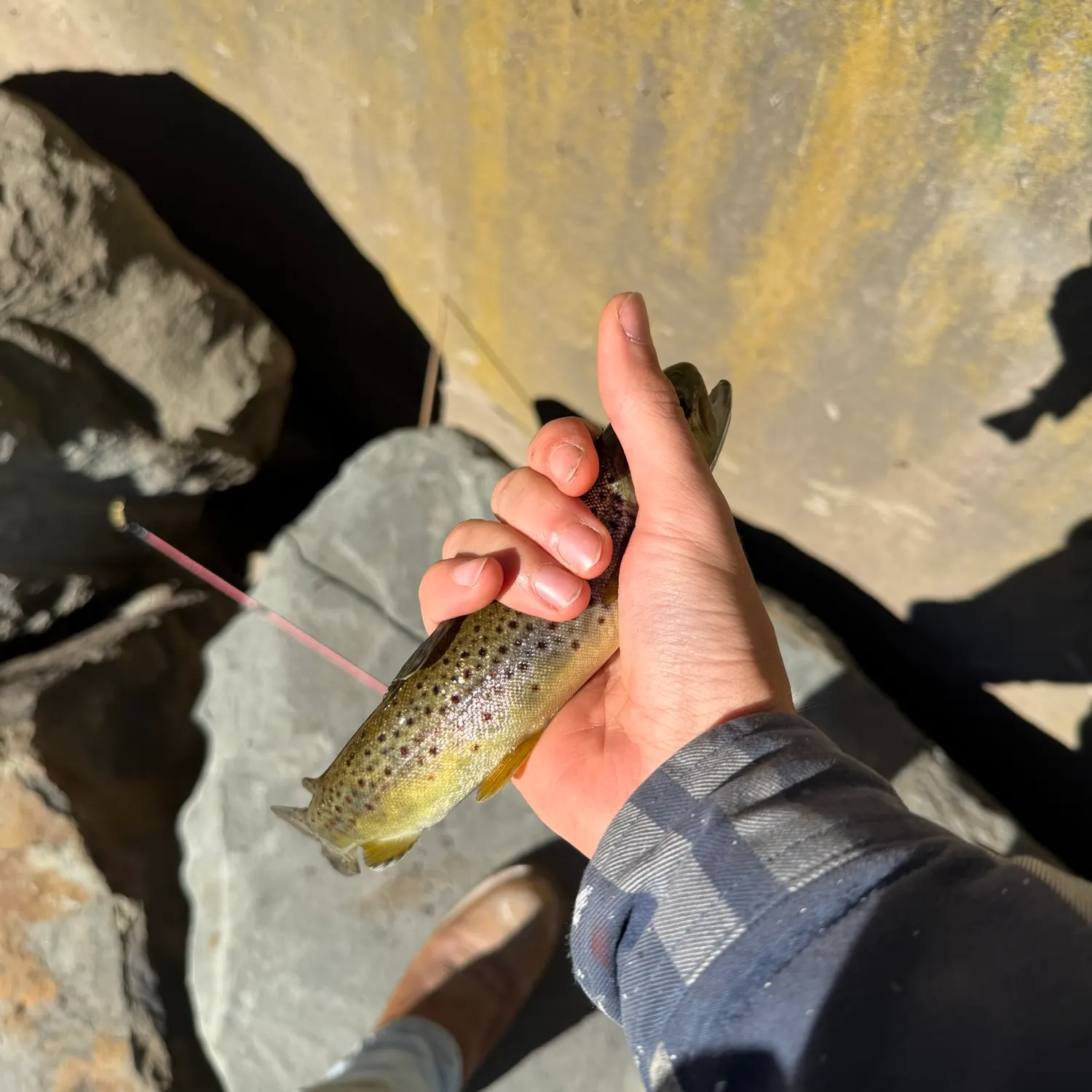Brown trout caught on Fishbrain