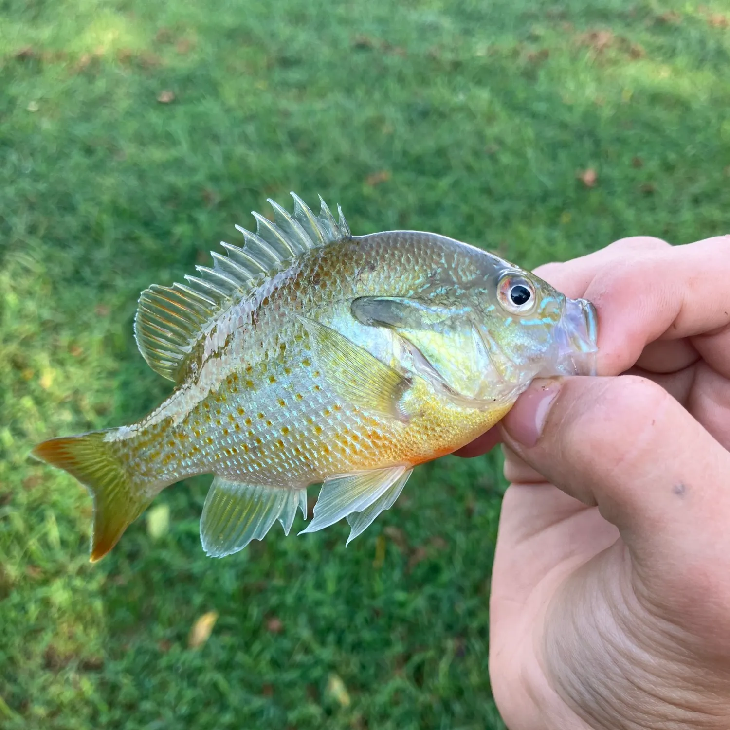 Fish caught on Fishbrain