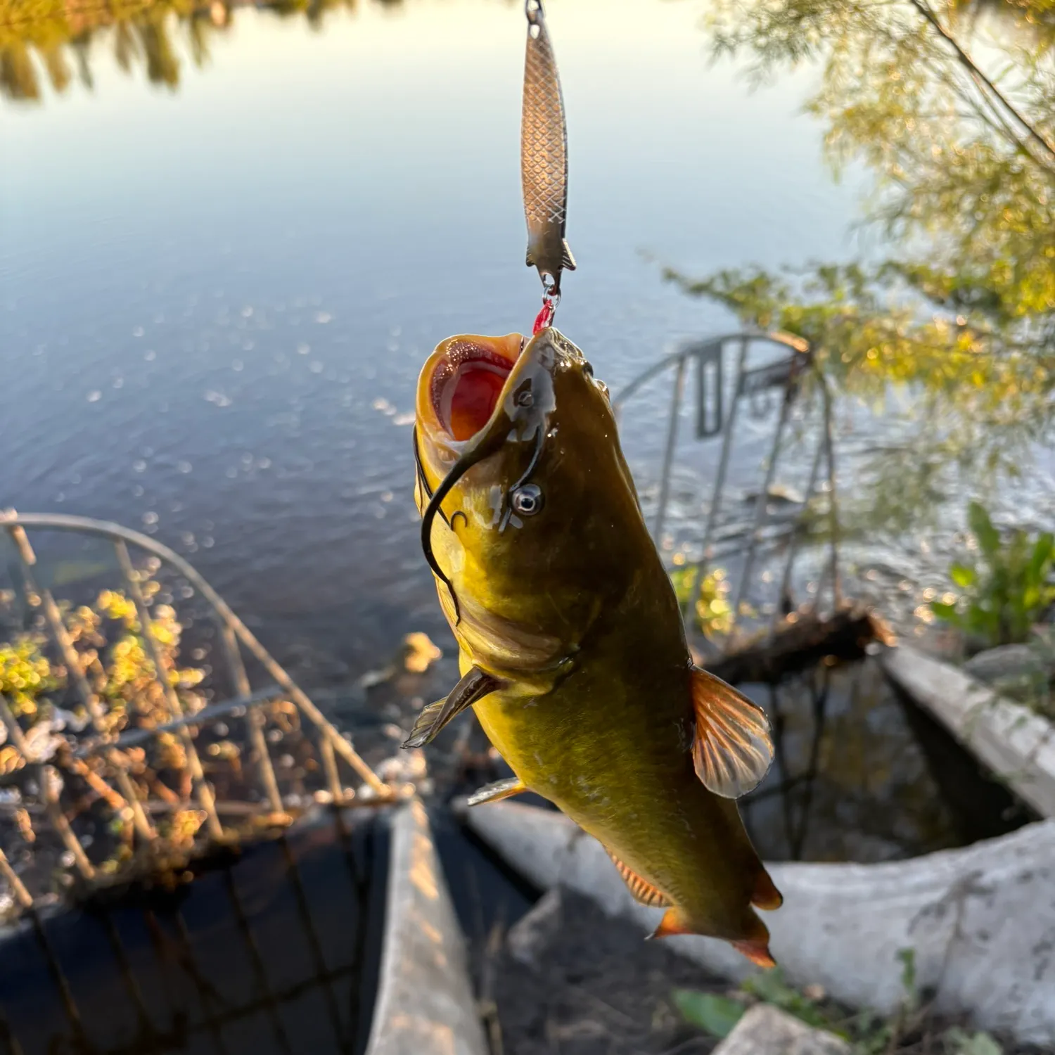 Yellow bullhead caught on Fishbrain