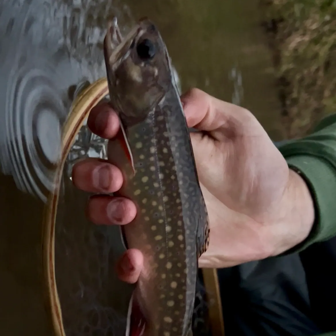 Brook trout caught on Fishbrain