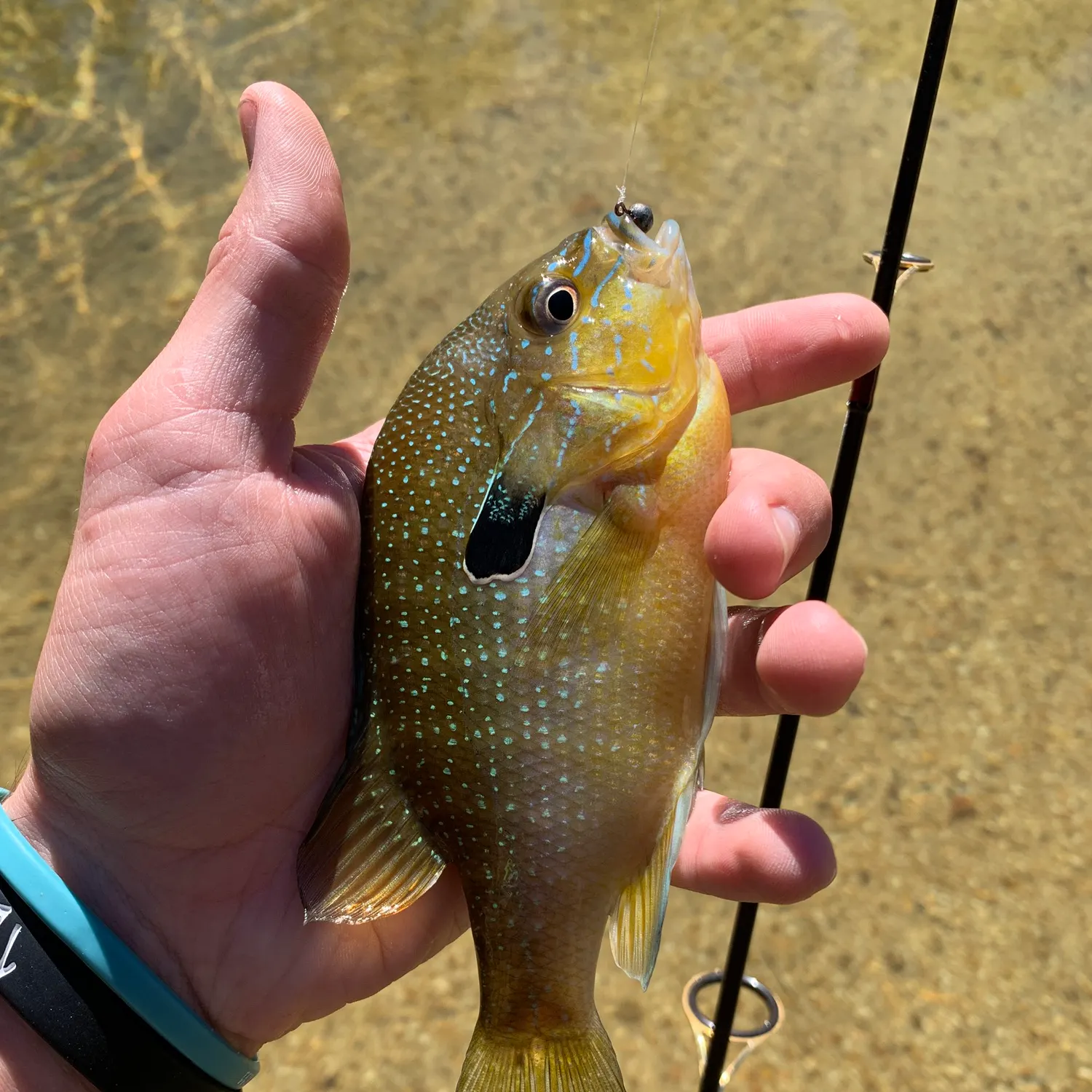 The most recent Swampland longear sunfish catches on Fishbrain