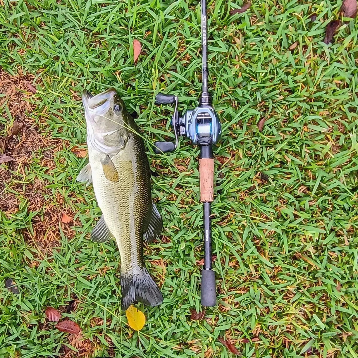 Largemouth bass caught on Fishbrain
