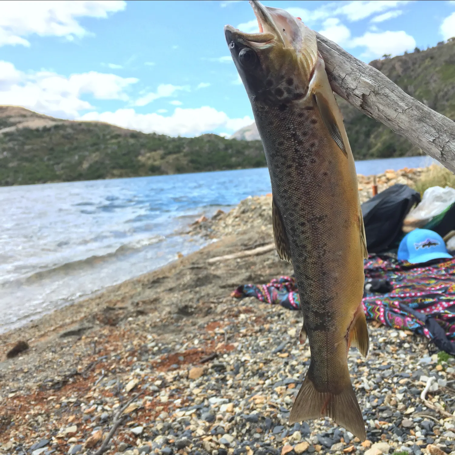 recently logged catches