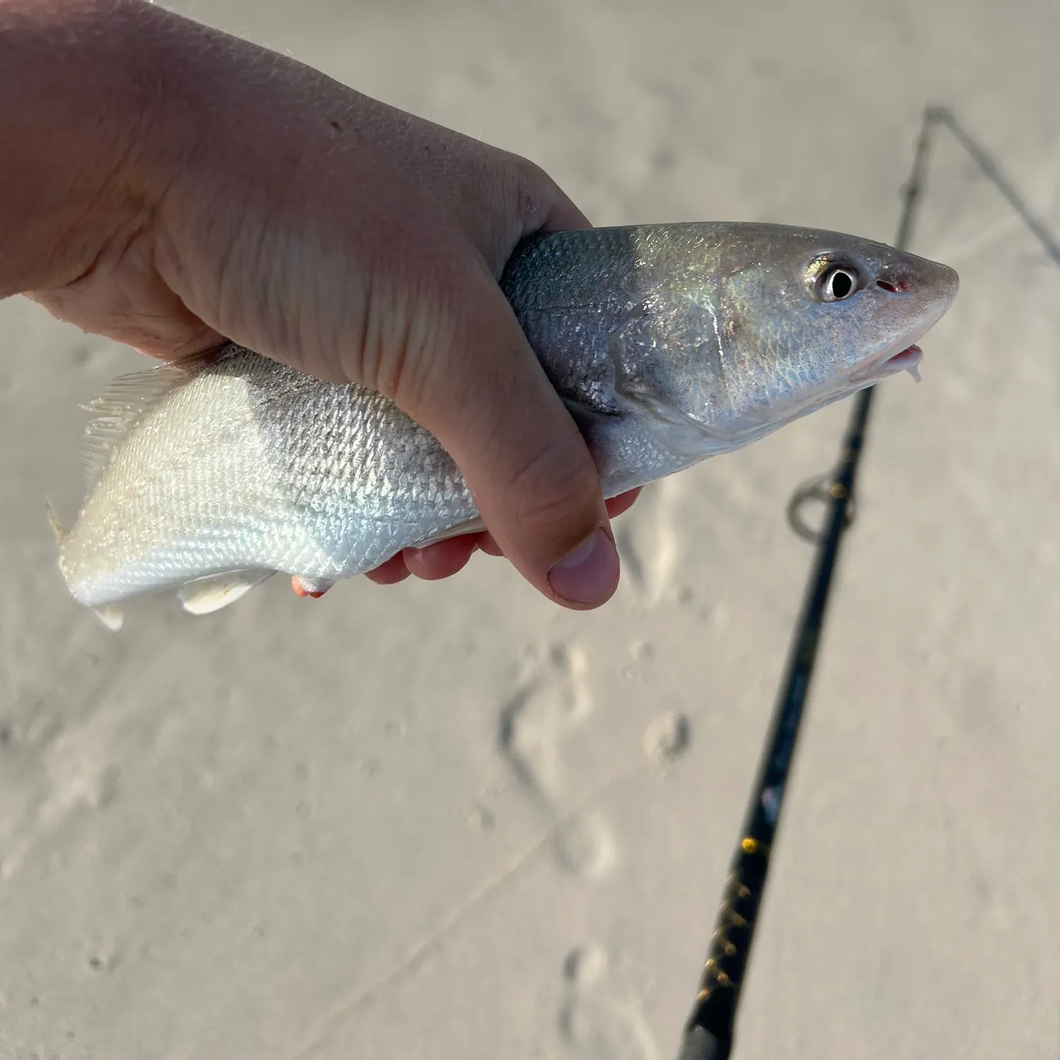 The most recent Northern kingcroaker catches on Fishbrain