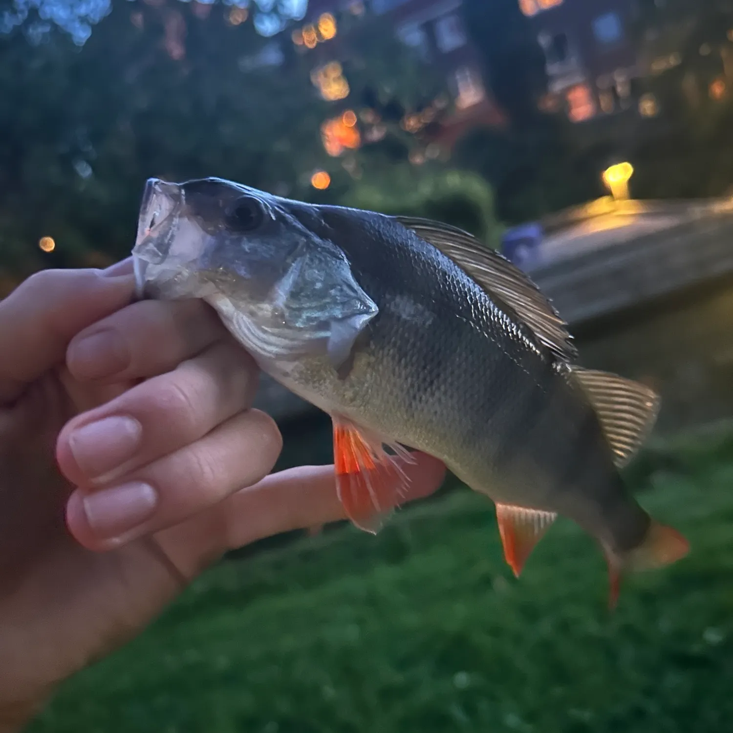 European perch caught on Fishbrain