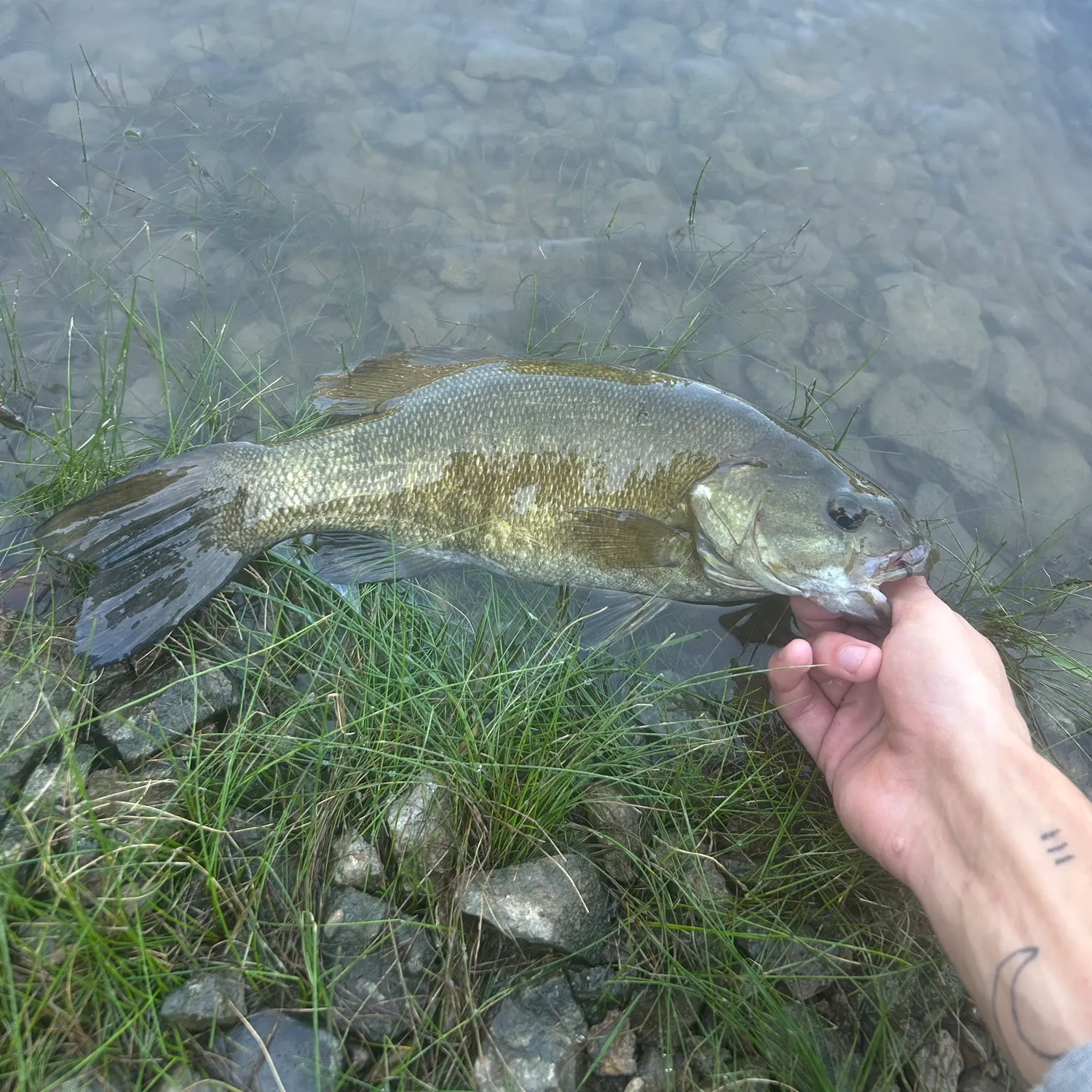 Smallmouth bass caught on Fishbrain