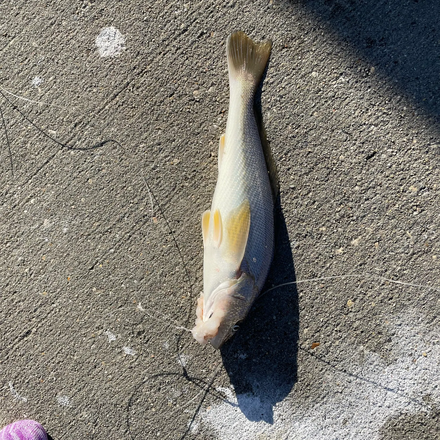 Fish caught on Fishbrain