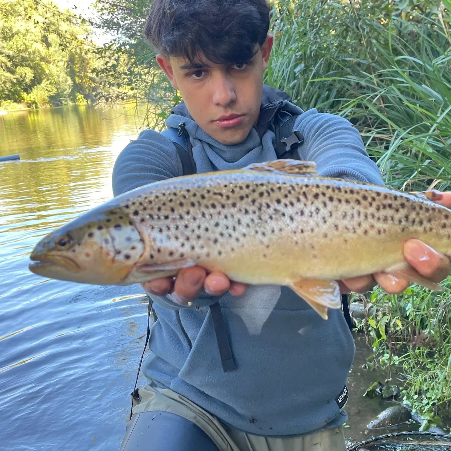Brown trout caught on Fishbrain