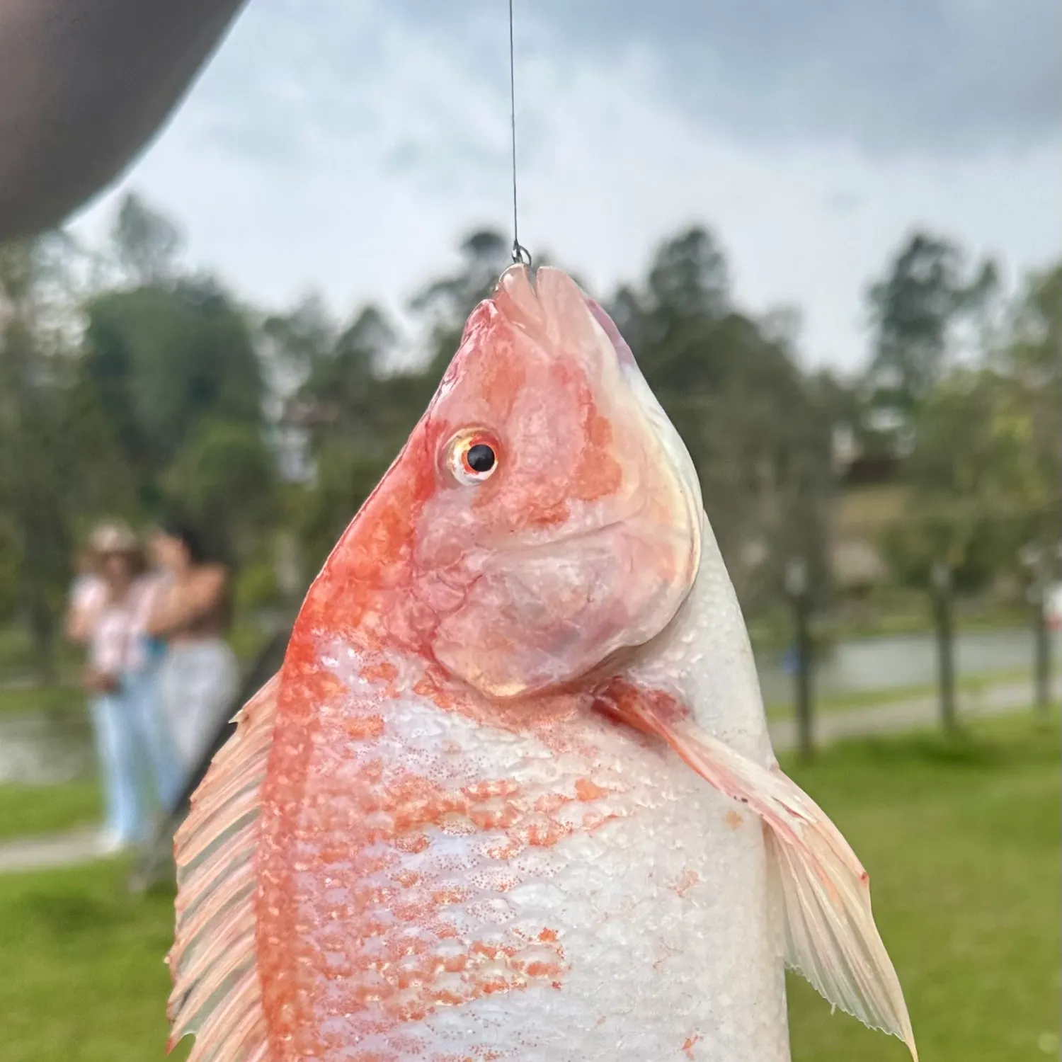 The most recent Red tilapia catches on Fishbrain