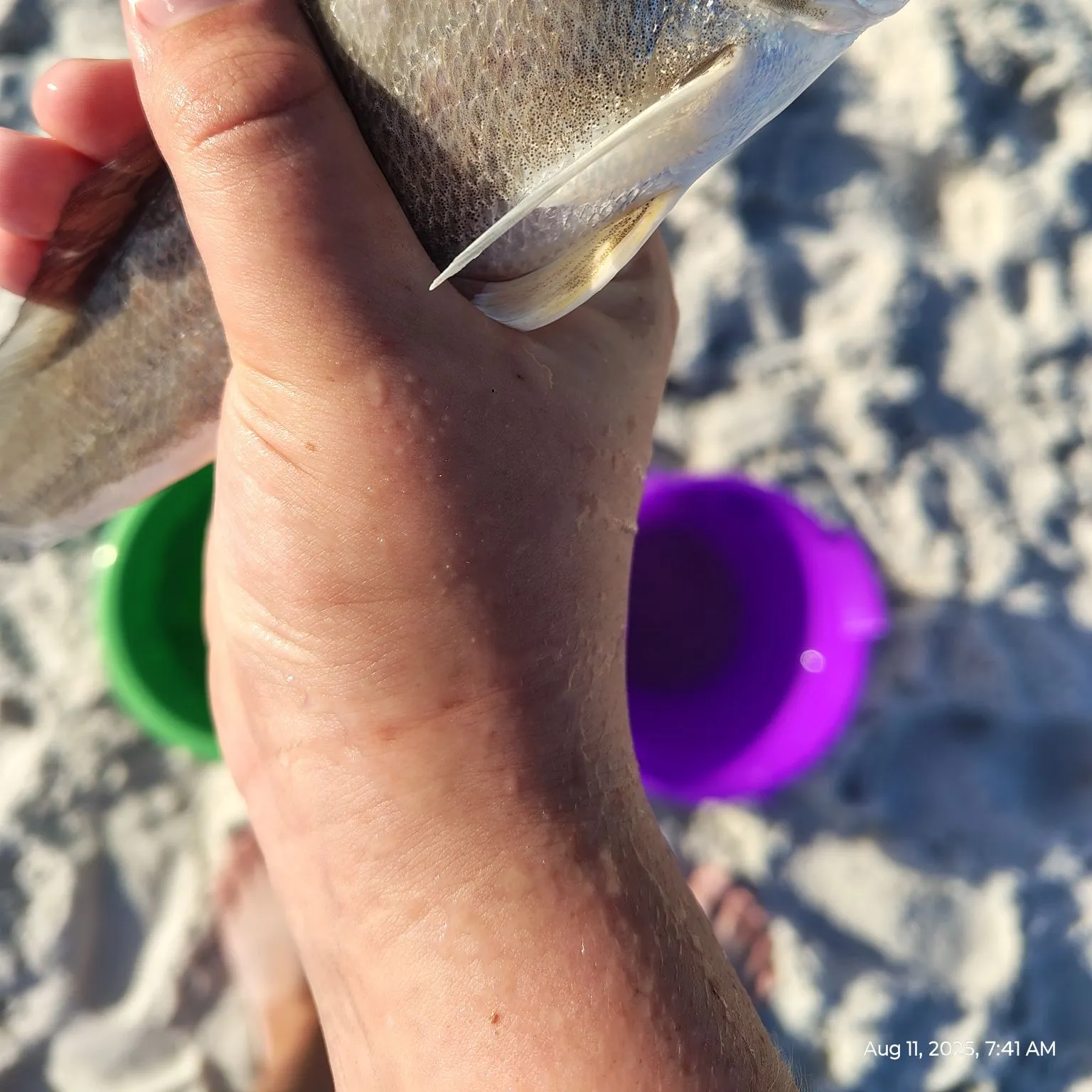 The most recent King George whiting catches on Fishbrain