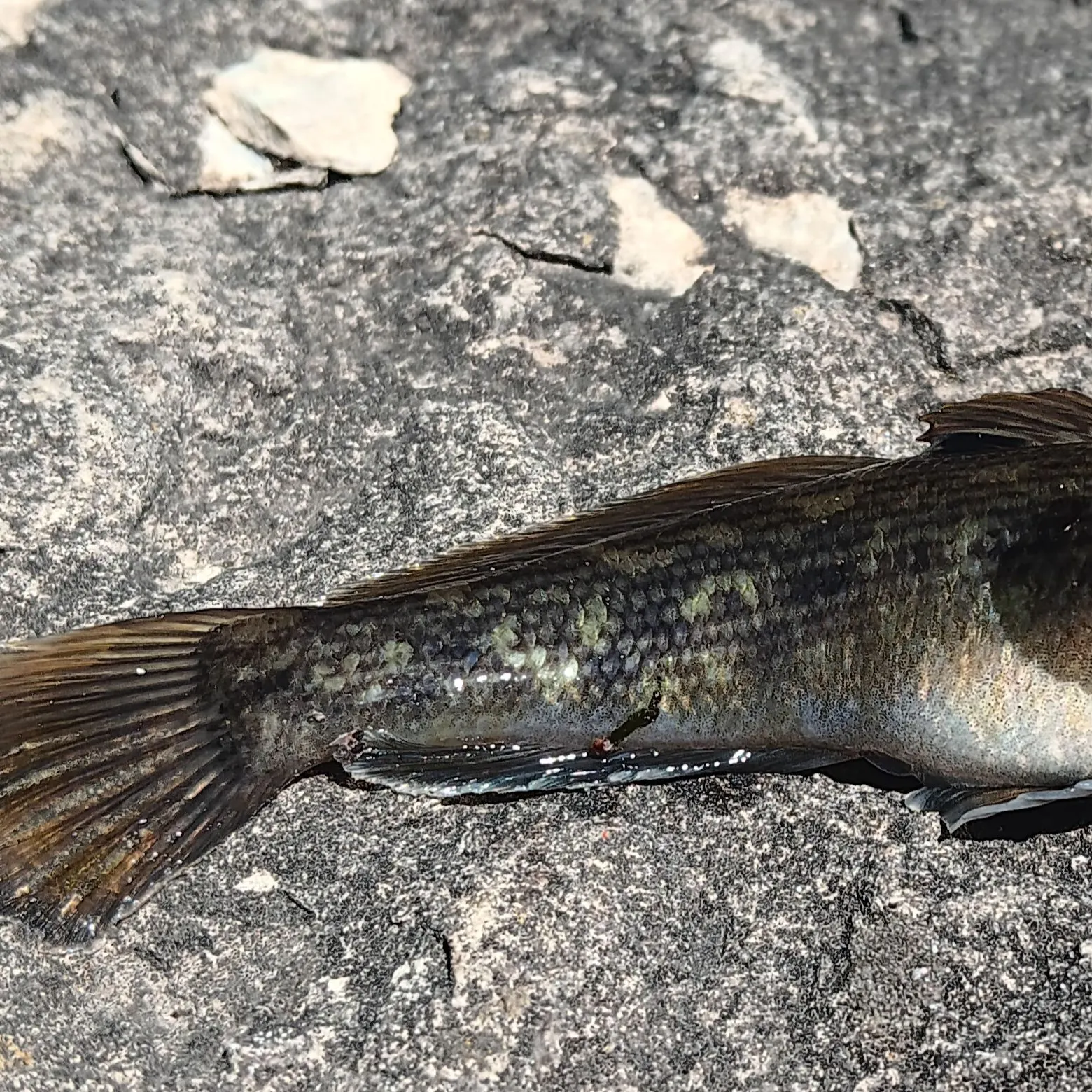 The most recent Round goby catches on Fishbrain