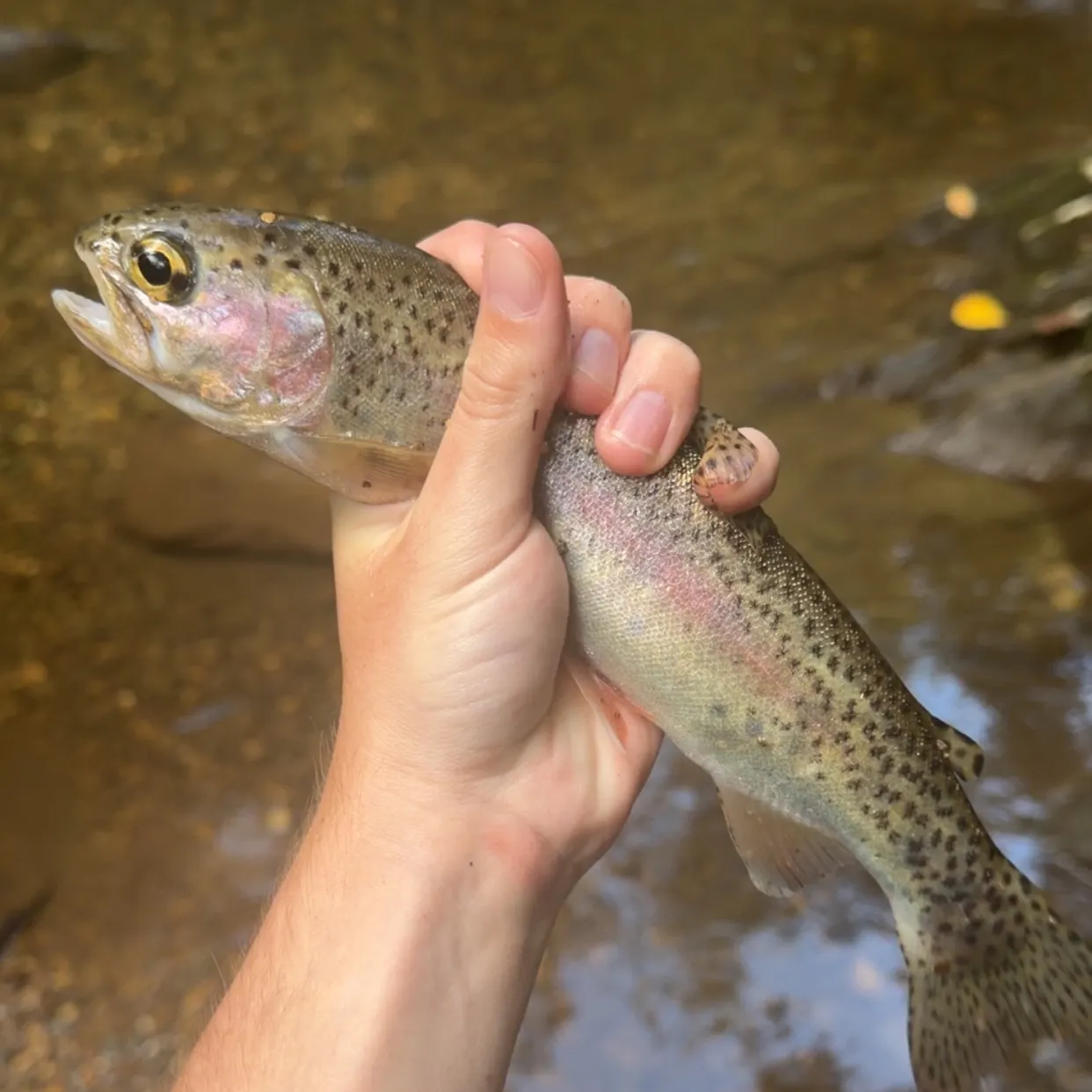 Rainbow trout caught on Fishbrain