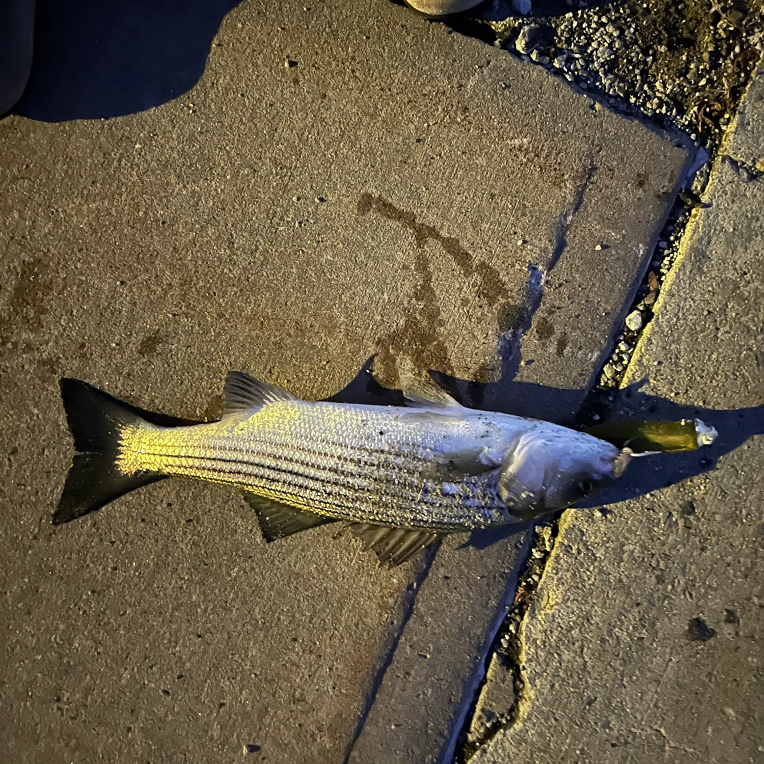 Striped bass caught on Fishbrain