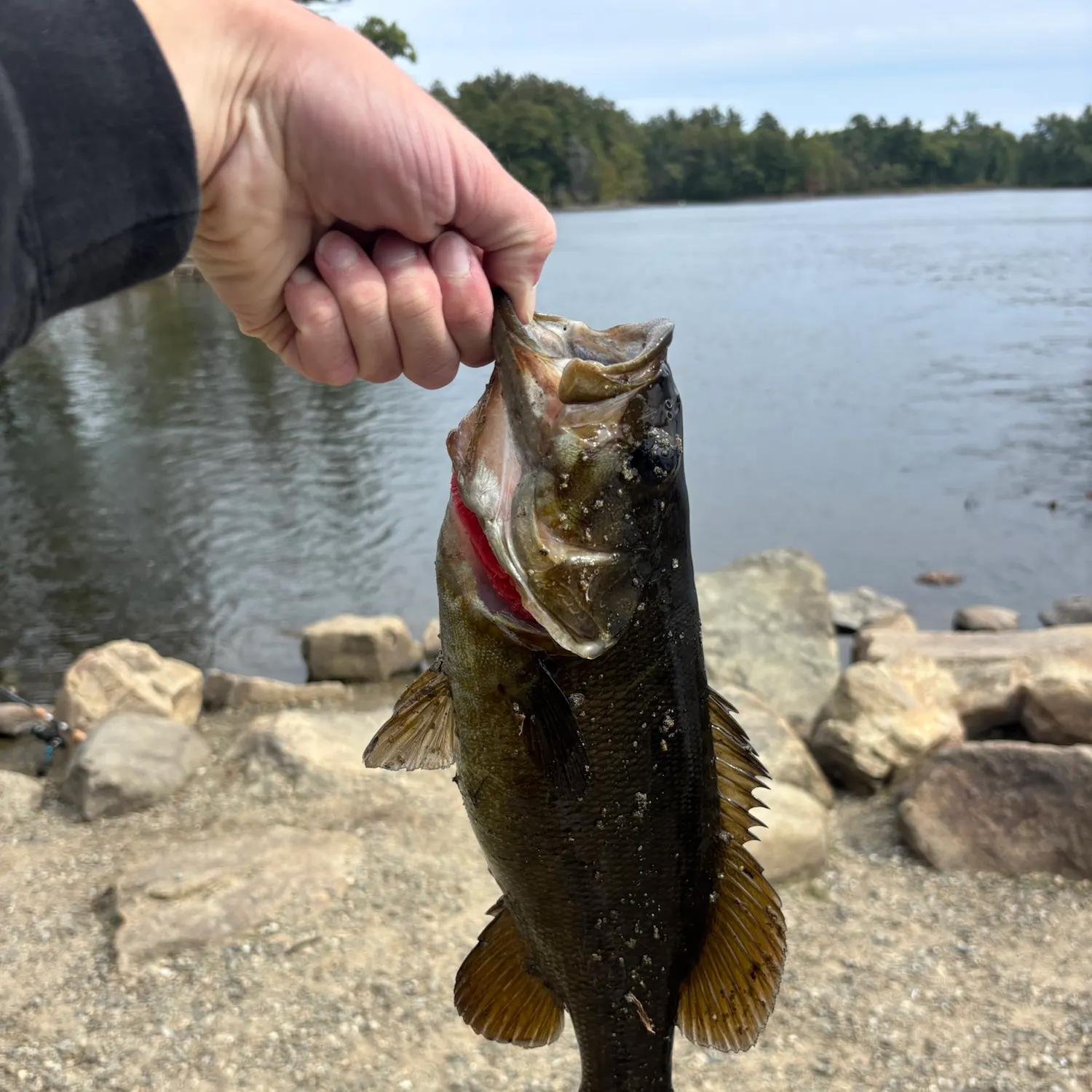 Smallmouth bass caught on Fishbrain