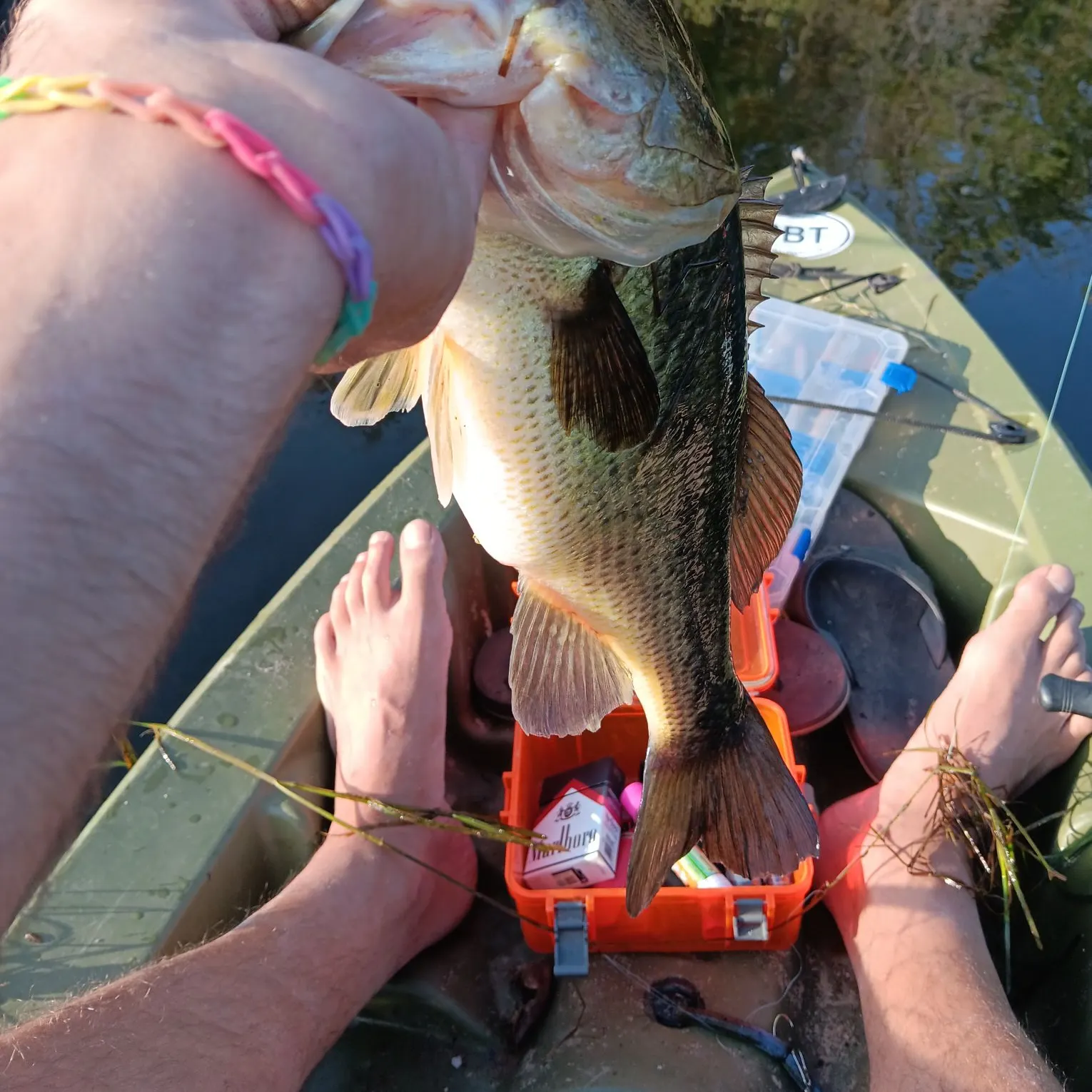 Largemouth bass caught on Fishbrain