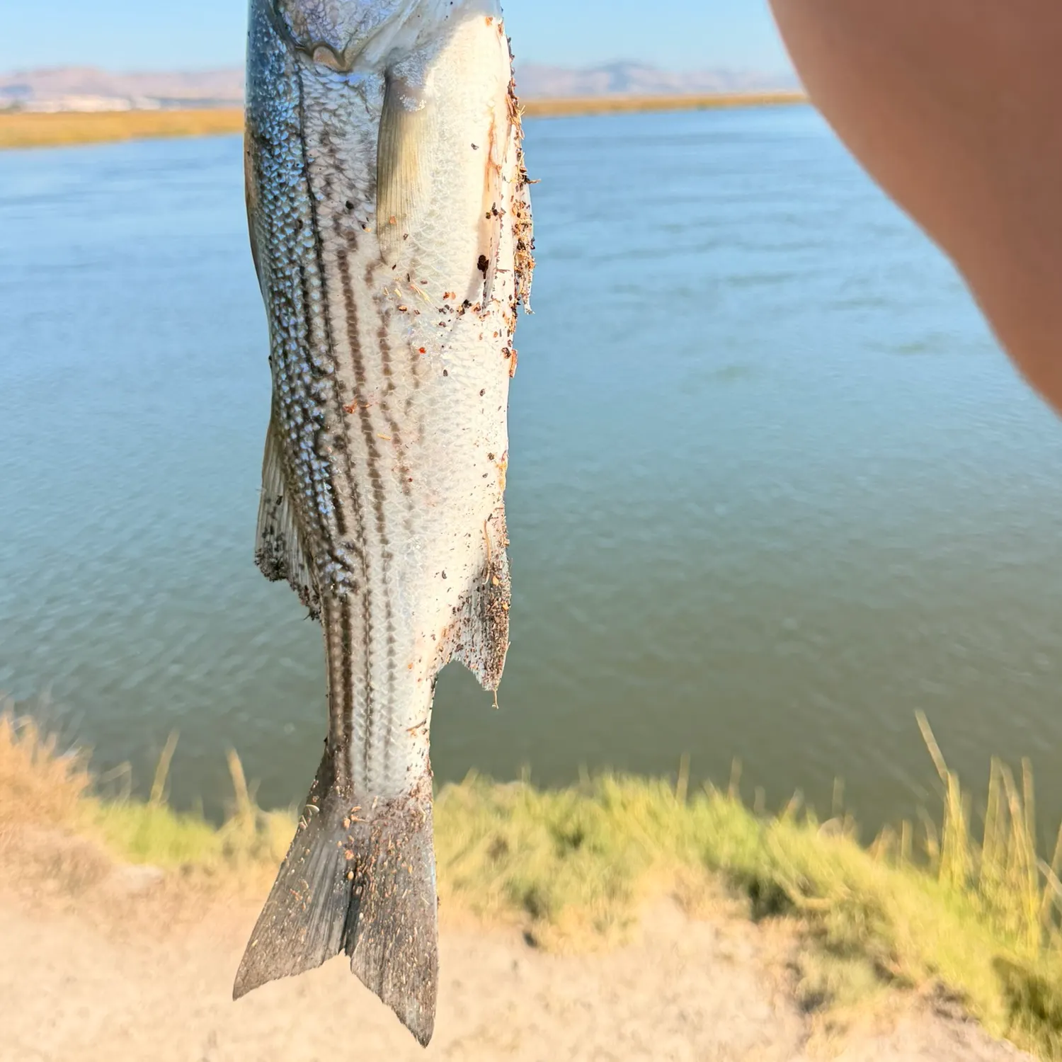Striped bass caught on Fishbrain