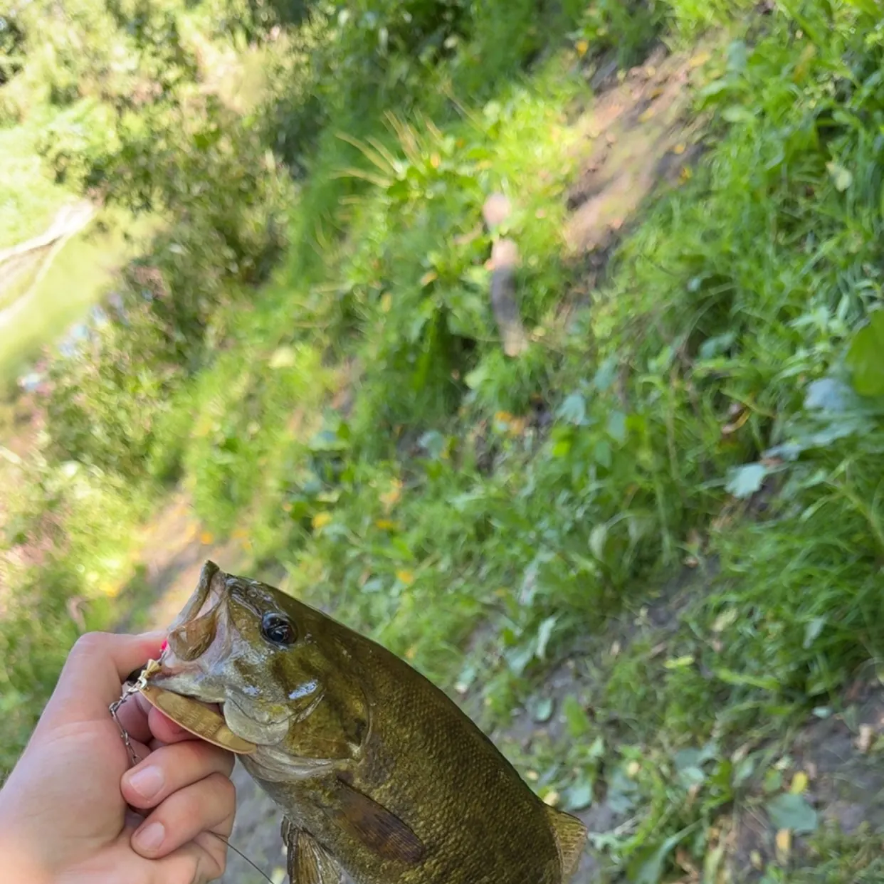 Smallmouth bass caught on Fishbrain