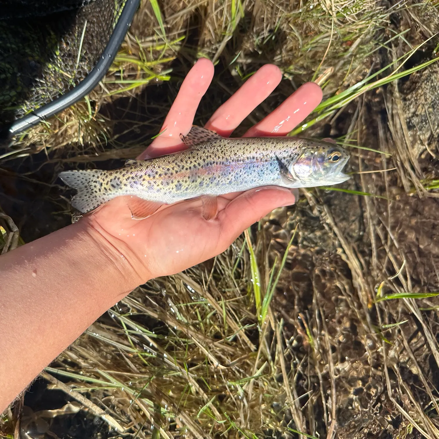 Rainbow trout caught on Fishbrain