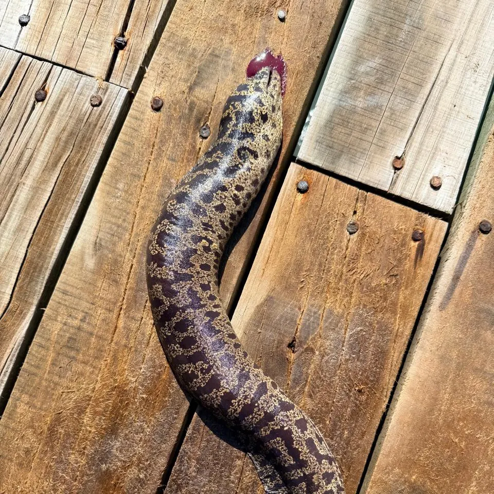 The most recent Common pike conger catches on Fishbrain