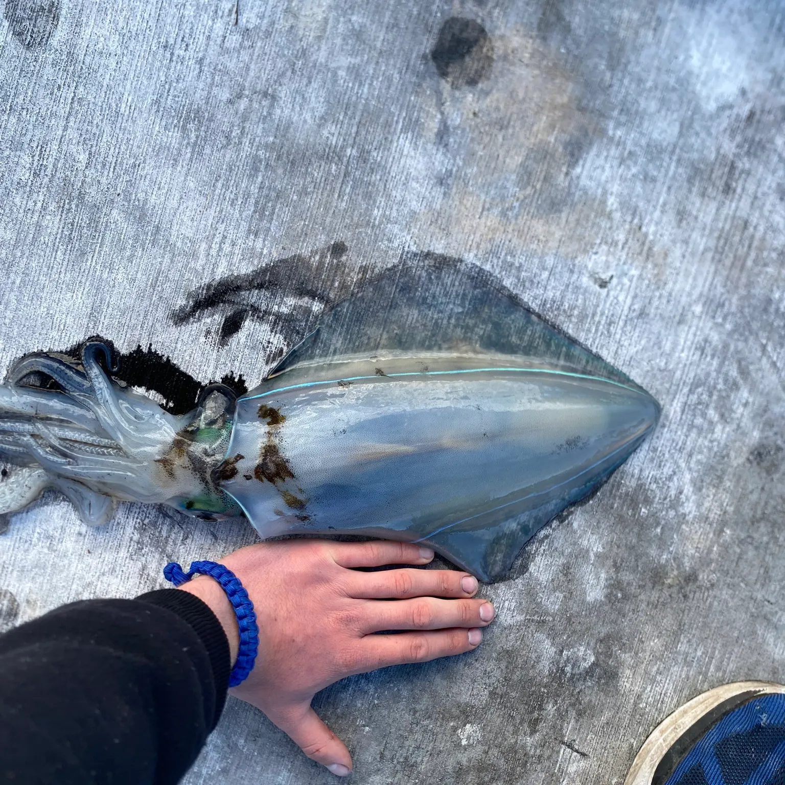 The most recent Southern calamari catches on Fishbrain