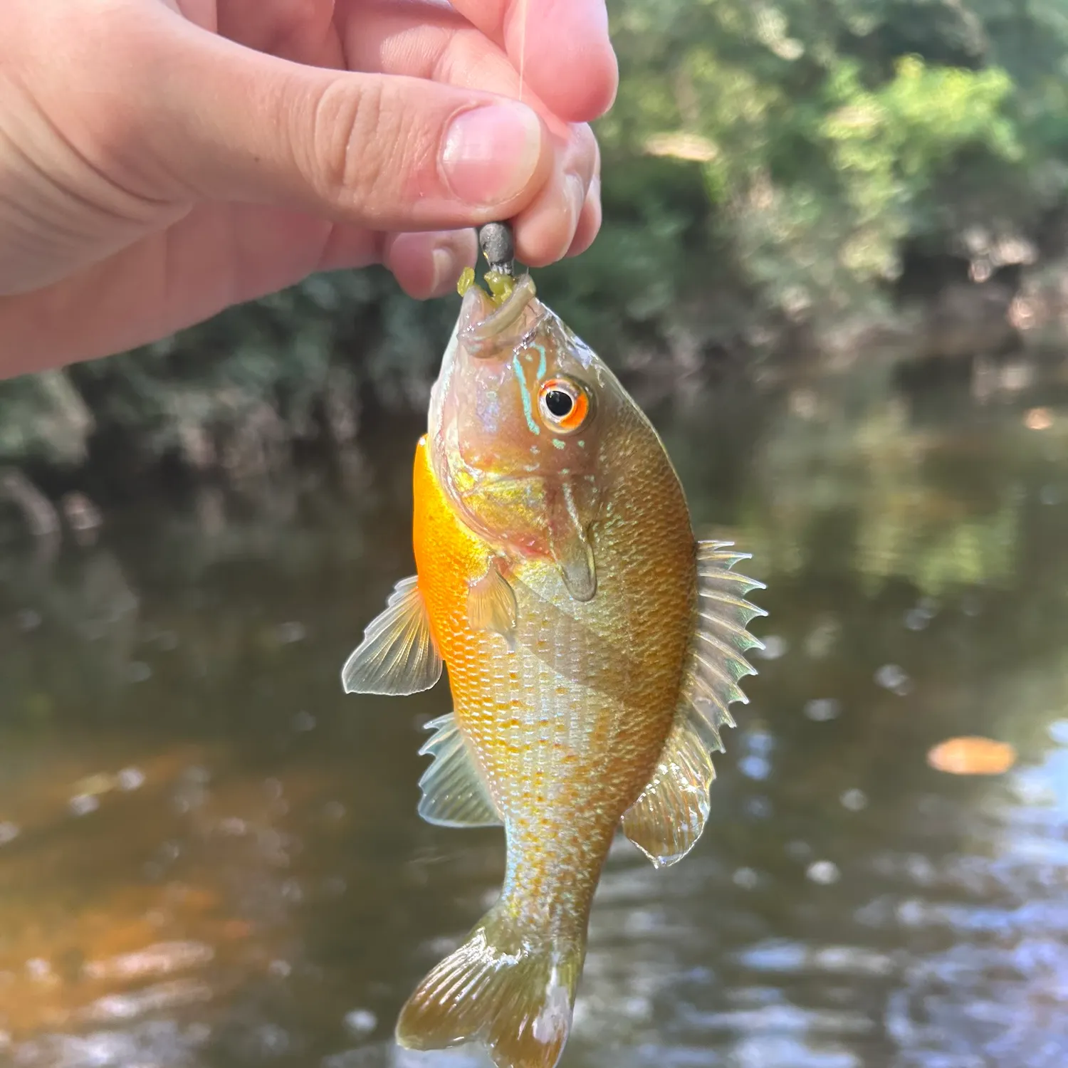 Redbreast sunfish caught on Fishbrain