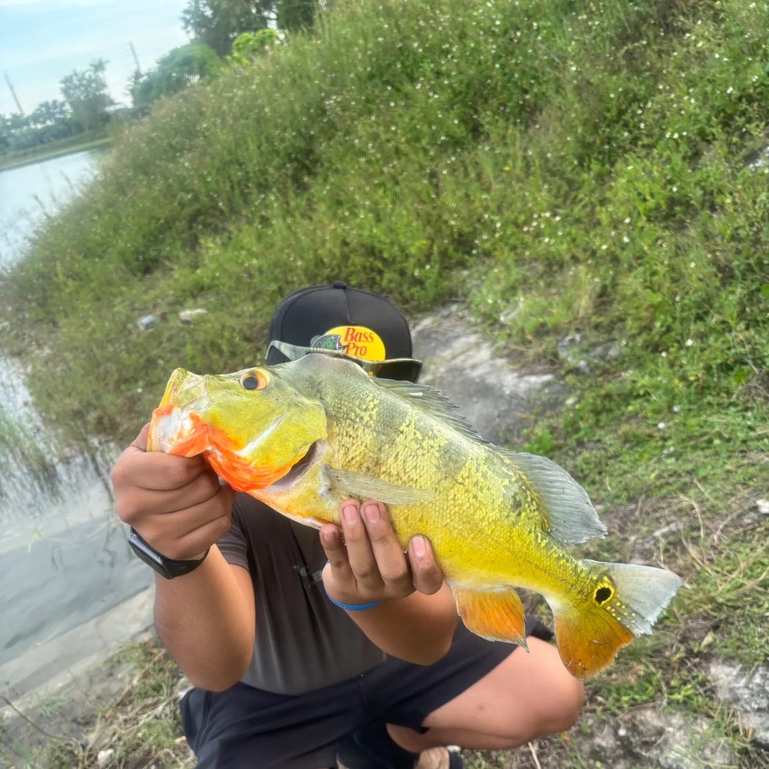 Butterfly peacock bass caught on Fishbrain