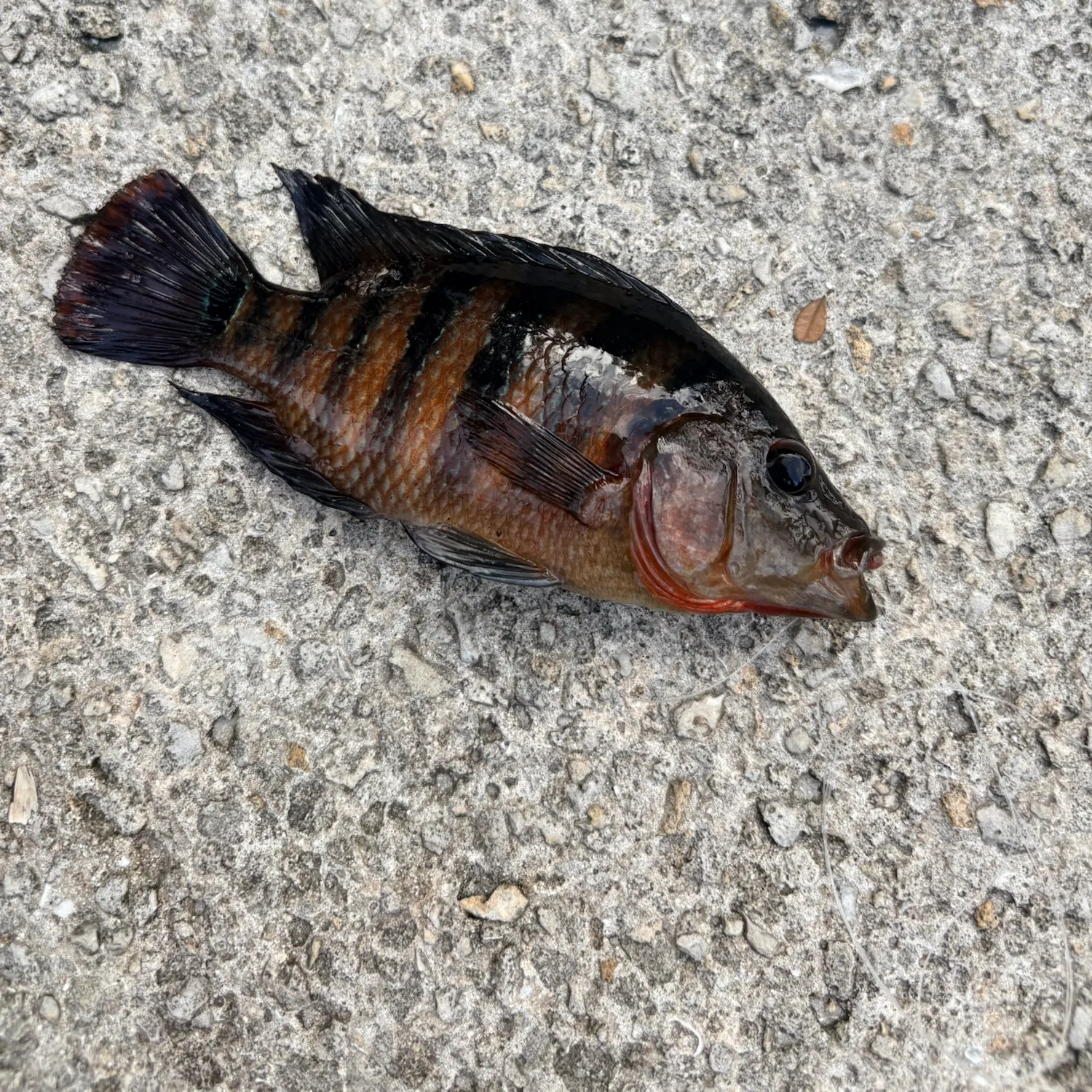 Mayan cichlid caught on Fishbrain