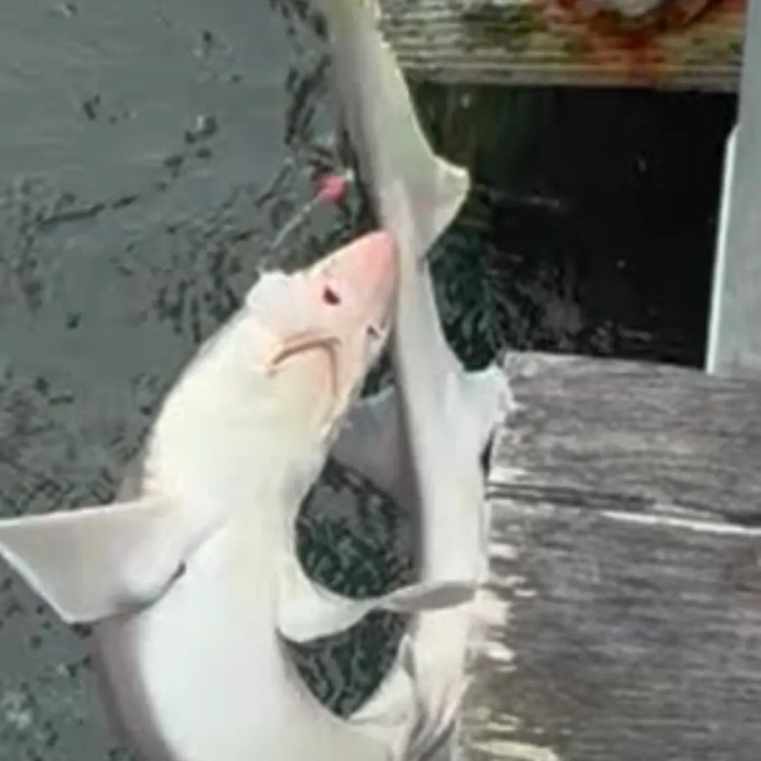 The most recent Sand tiger shark catches on Fishbrain