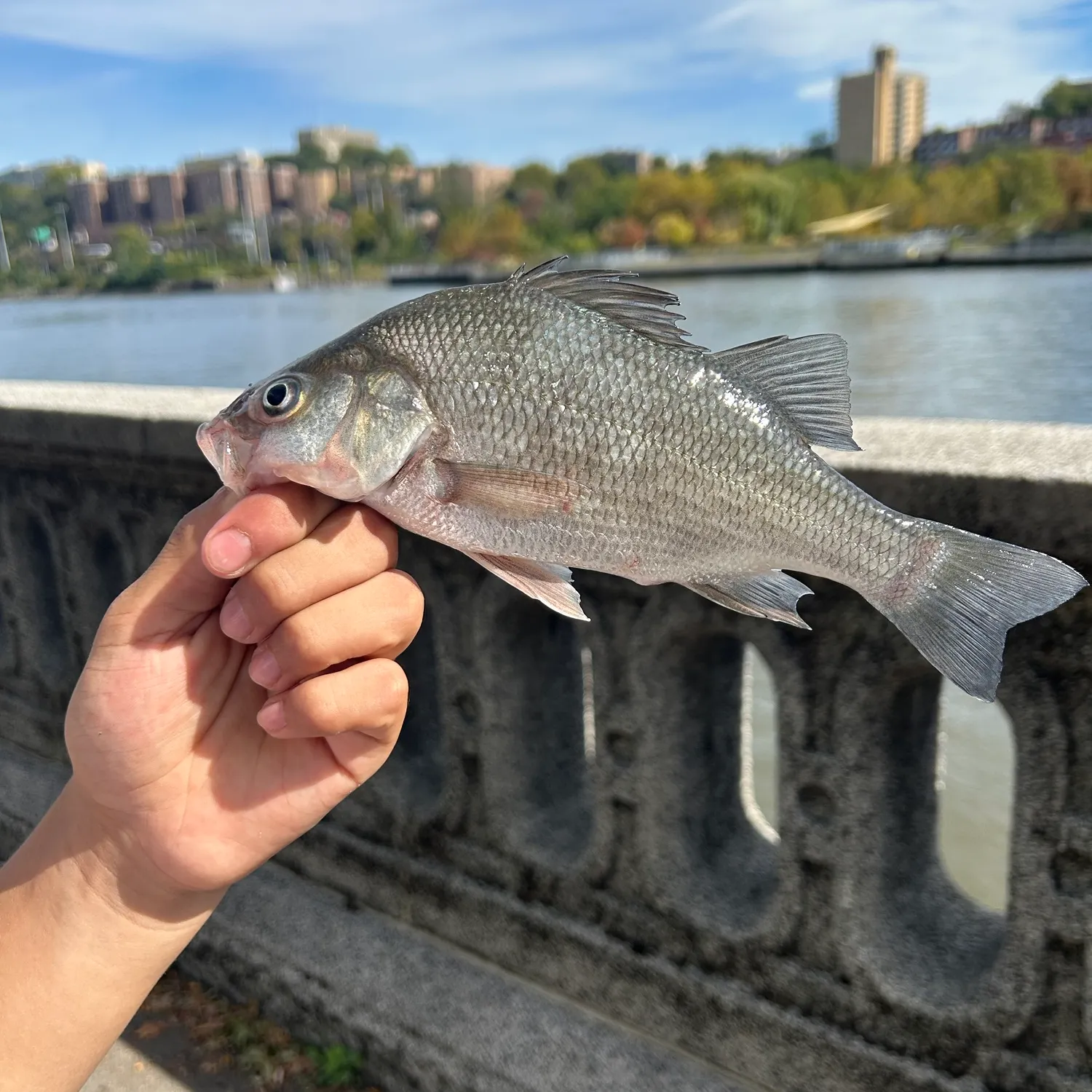 White perch caught on Fishbrain