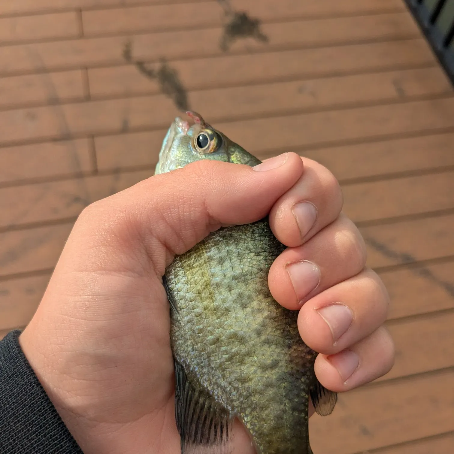 Bluegill caught on Fishbrain
