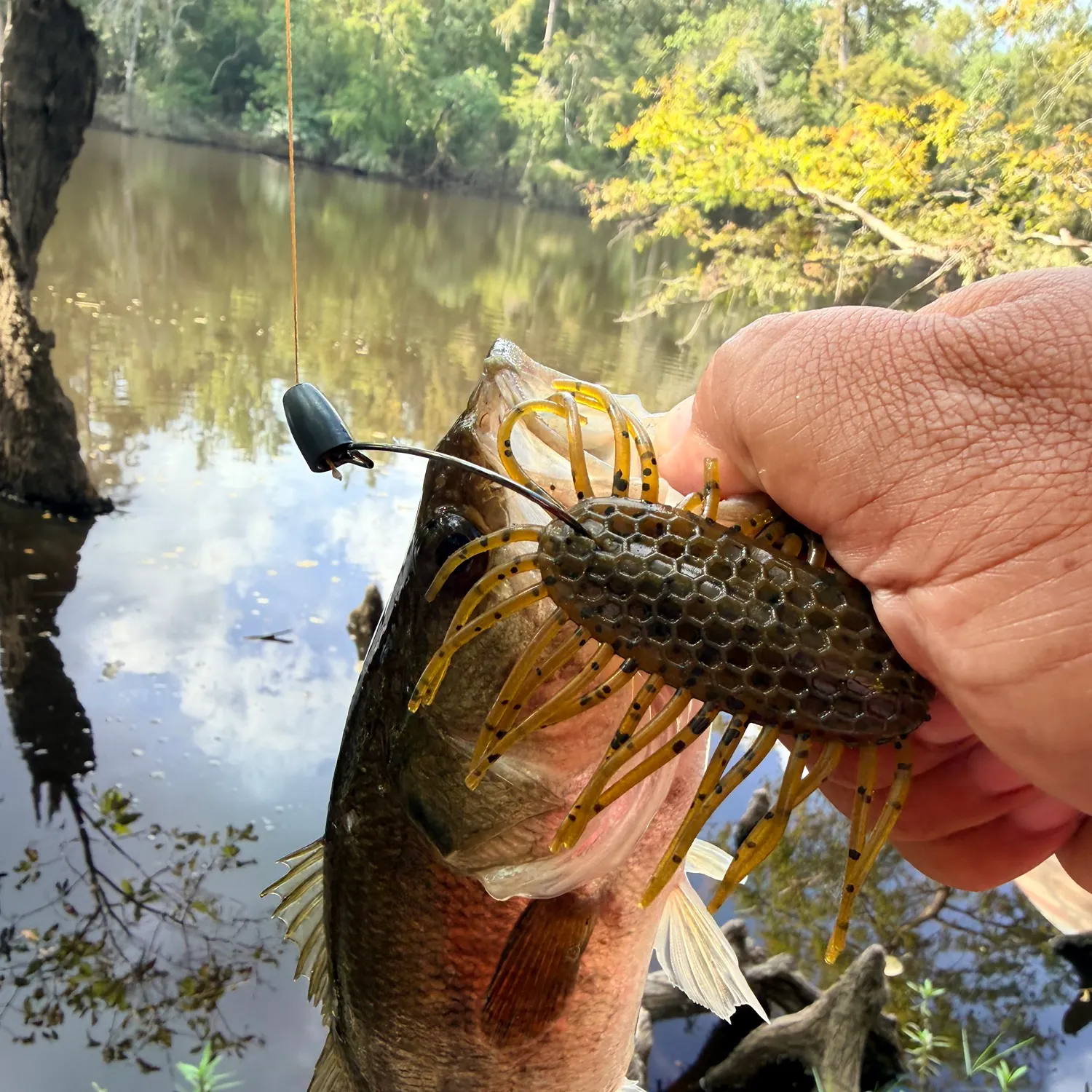 Largemouth bass caught on Fishbrain