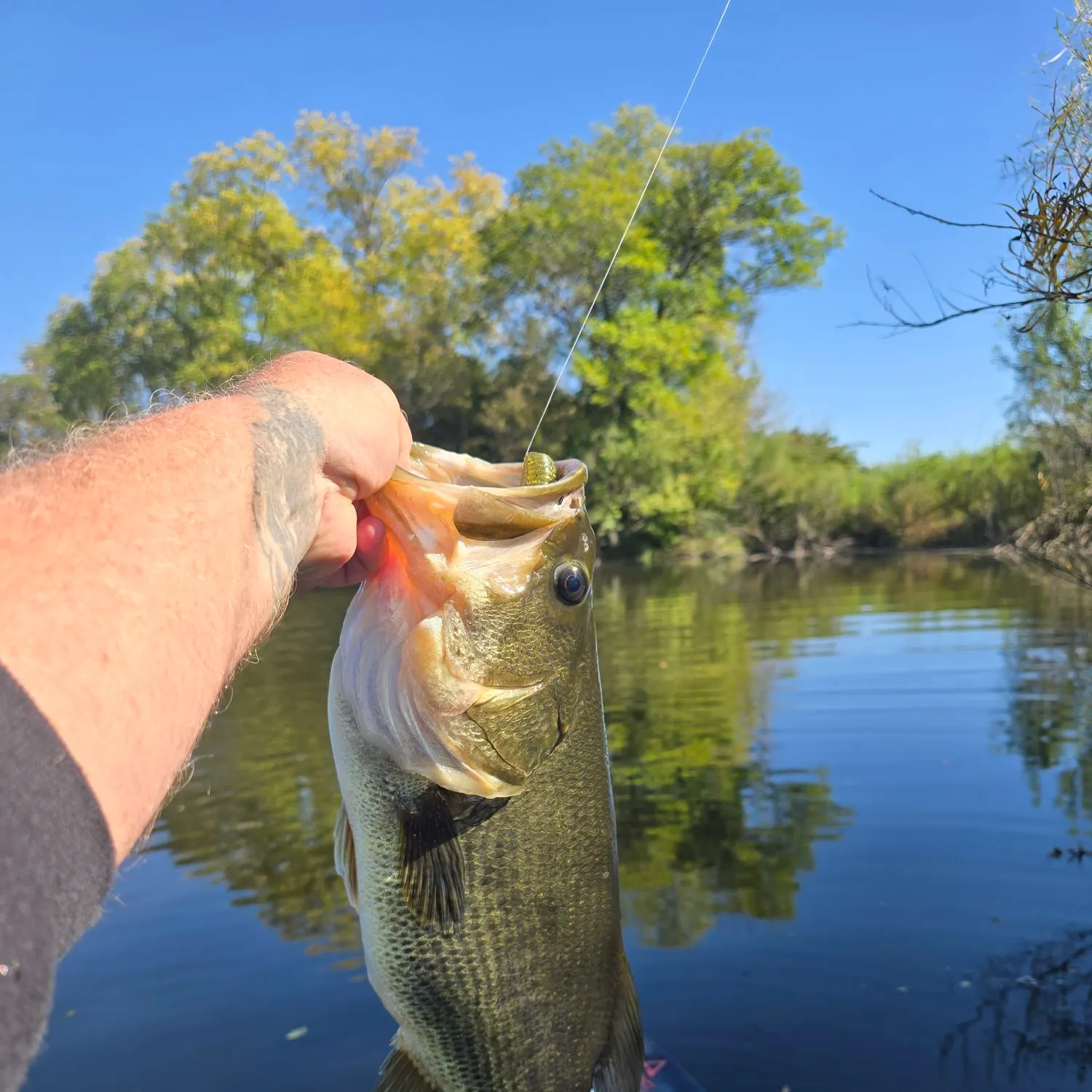 Largemouth bass caught on Fishbrain