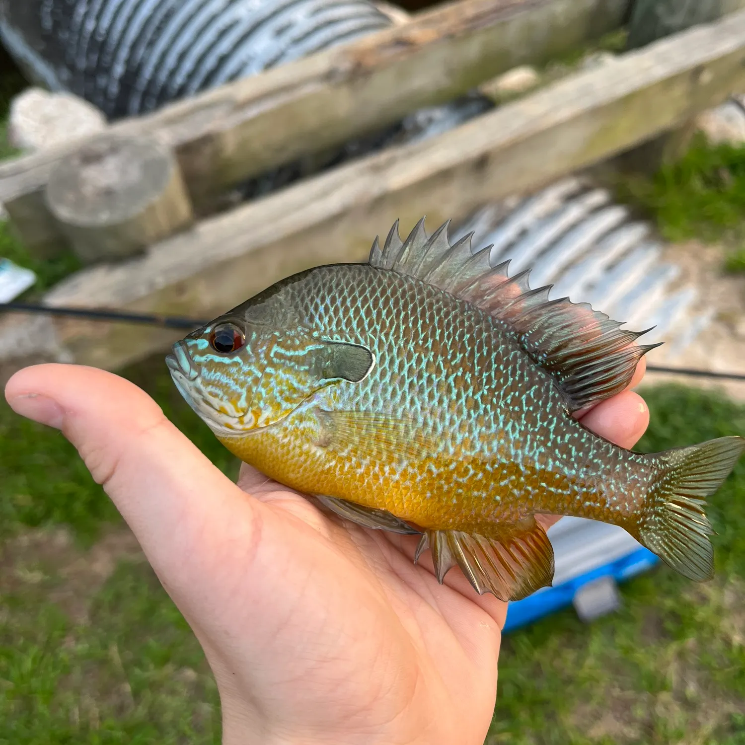 The most recent Longear sunfish catches on Fishbrain