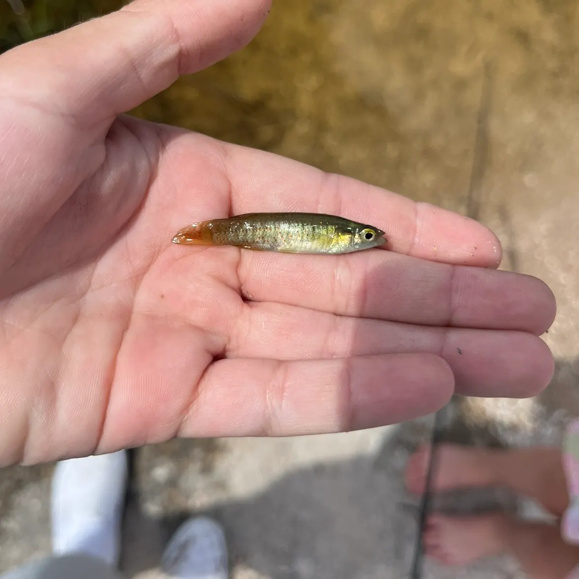 The most recent Golden topminnow catches on Fishbrain