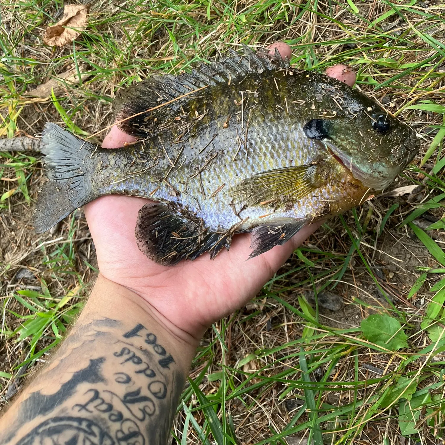 Bluegill caught on Fishbrain