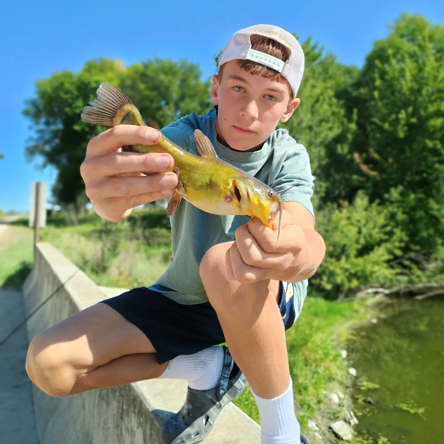 Yellow bullhead caught on Fishbrain